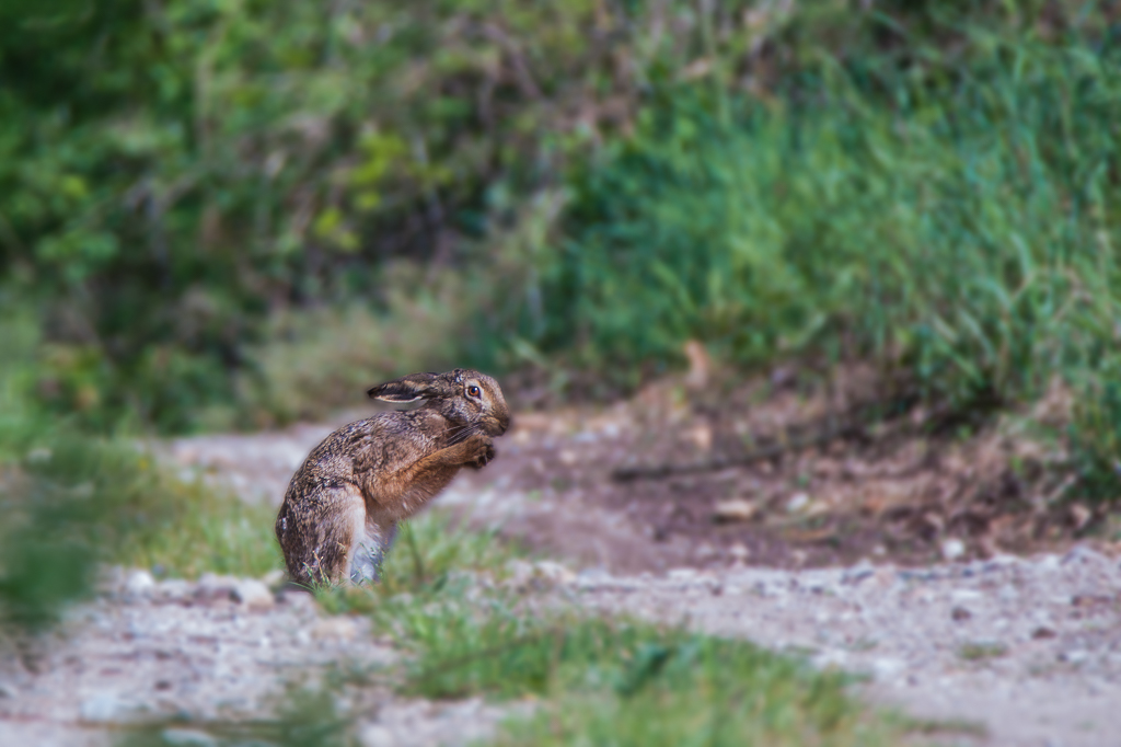 Lepus europaeus