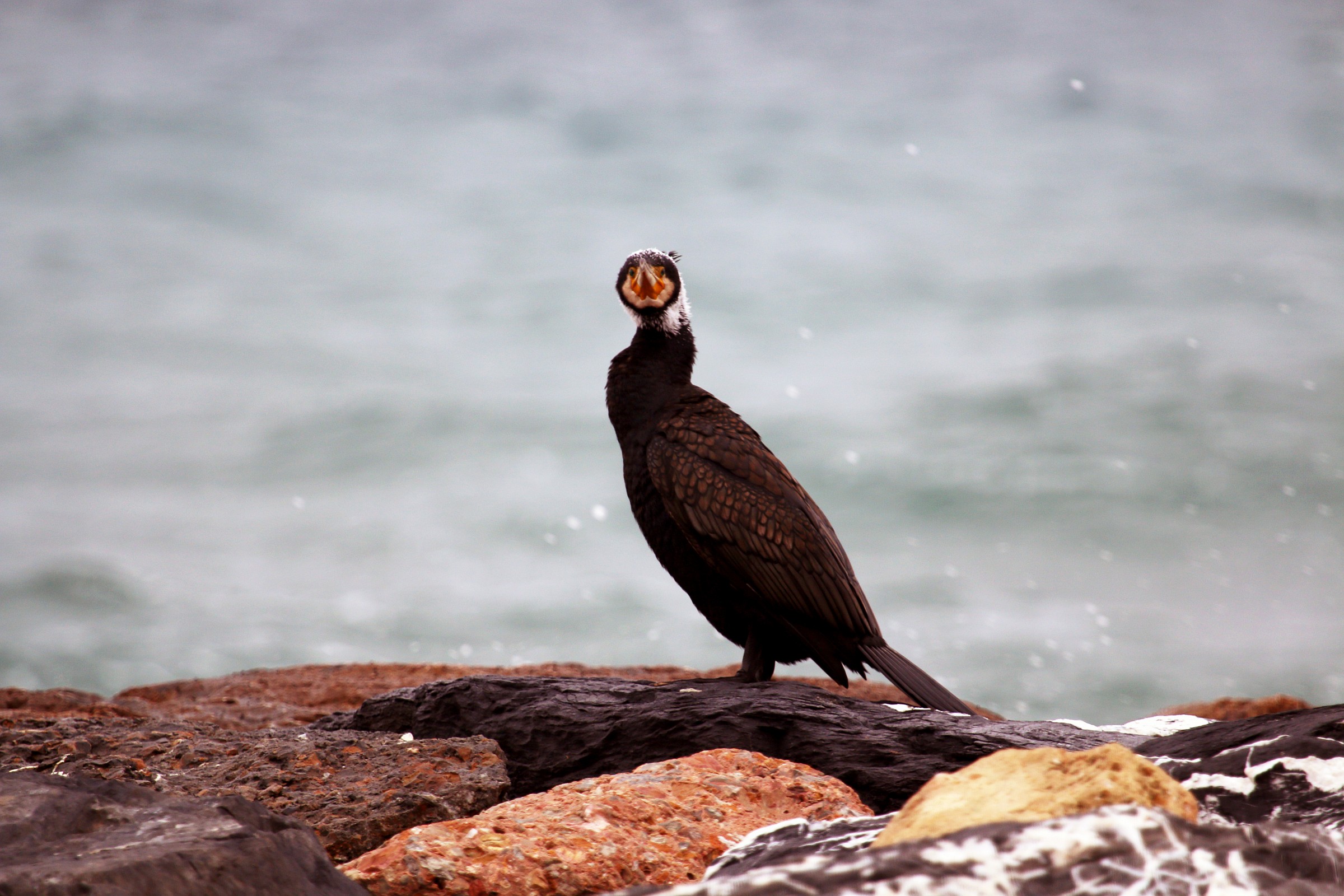 cormorano ligure 1