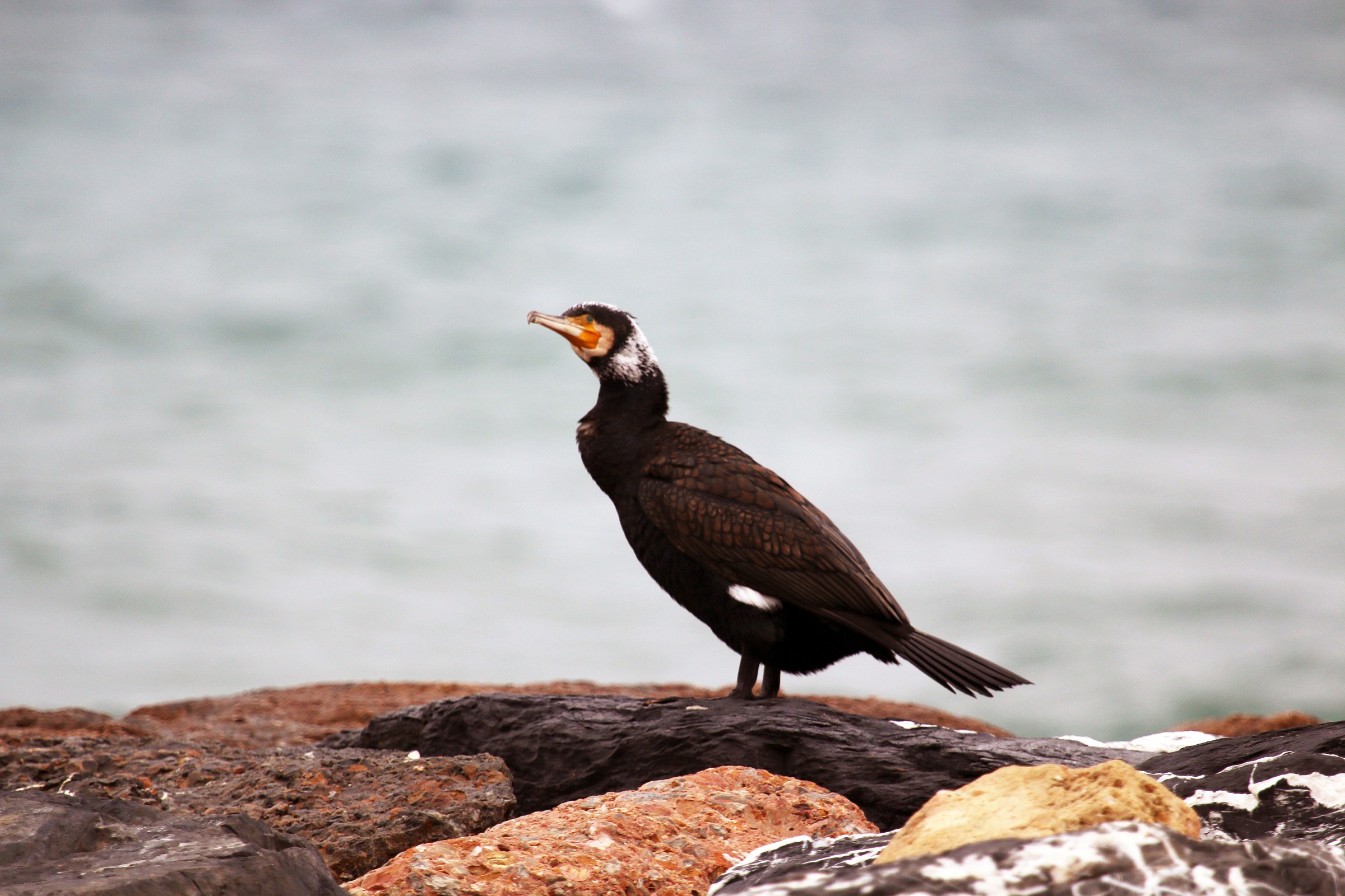 cormorant Ligurian 3