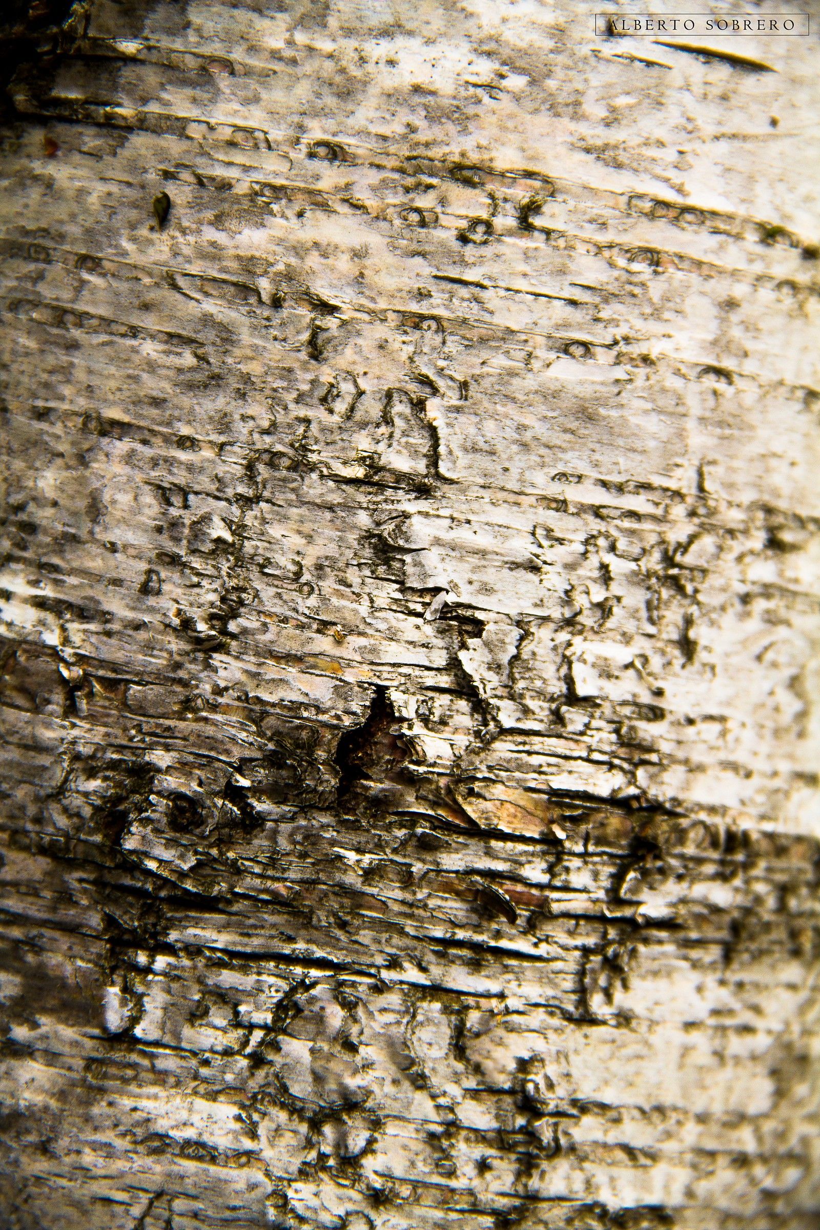 Disegni di natura (corteccia di betulla)