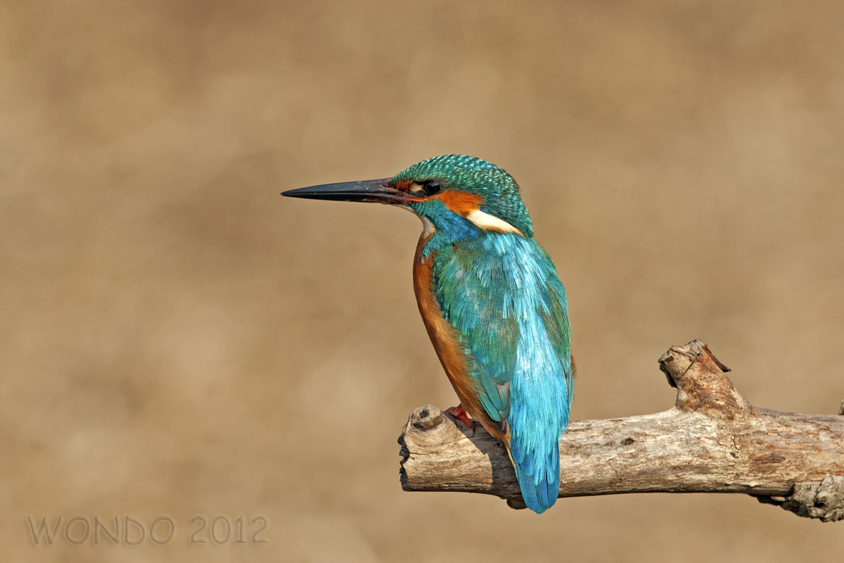 Martin Pescatore2 (Alcedo atthis)