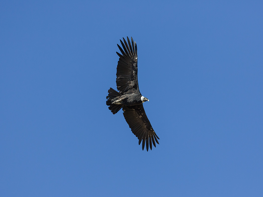 The Andean condor (Vultur gryphus)