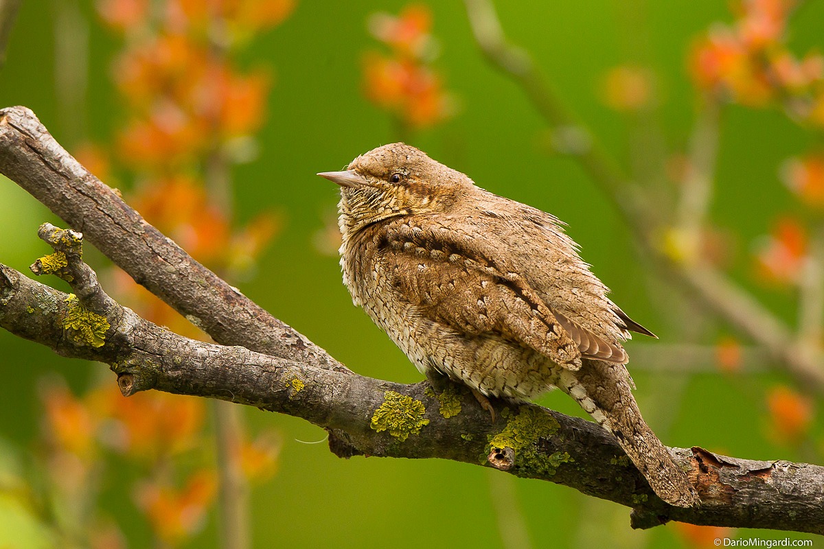 Wryneck
