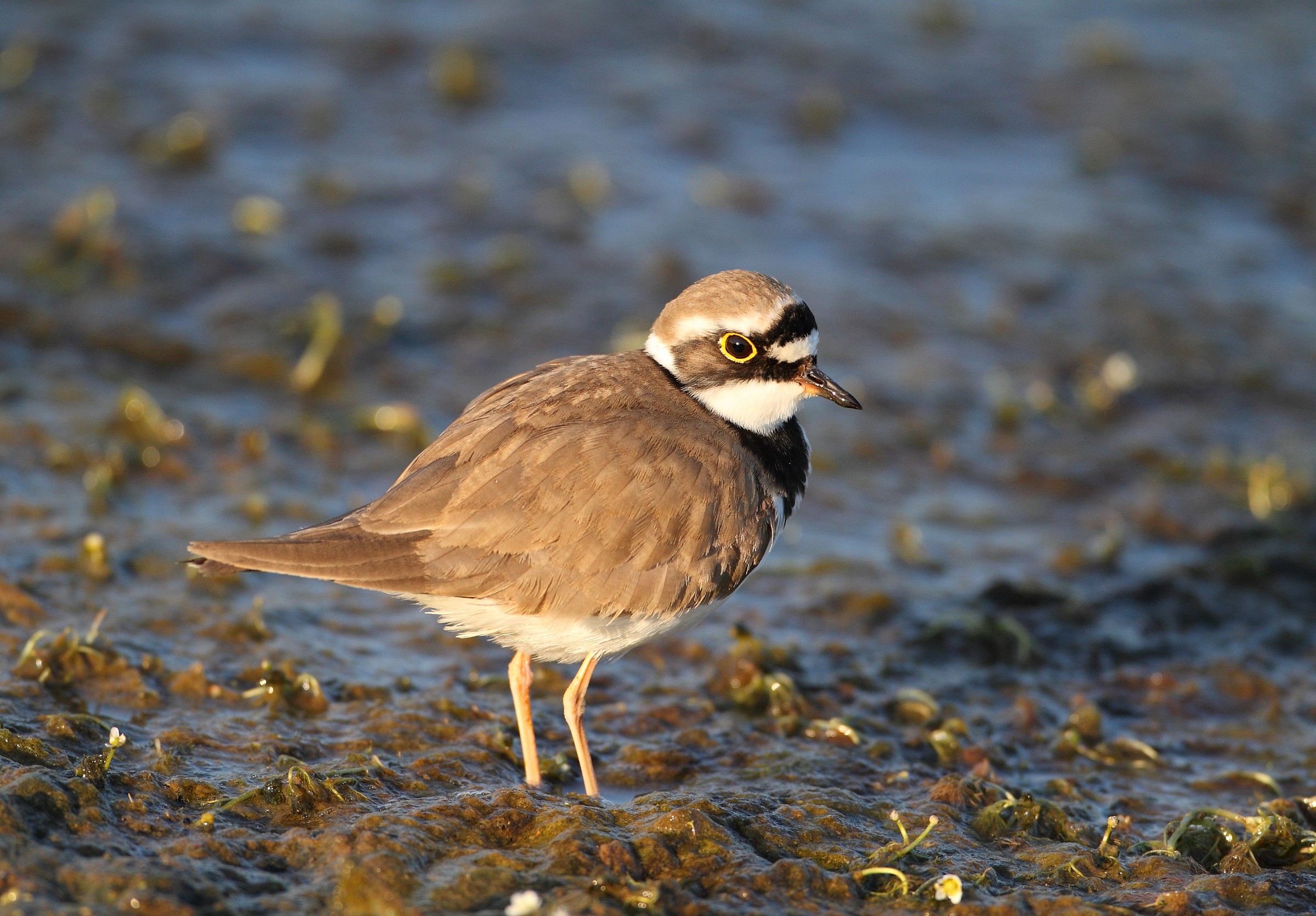 corriere piccolo femmina