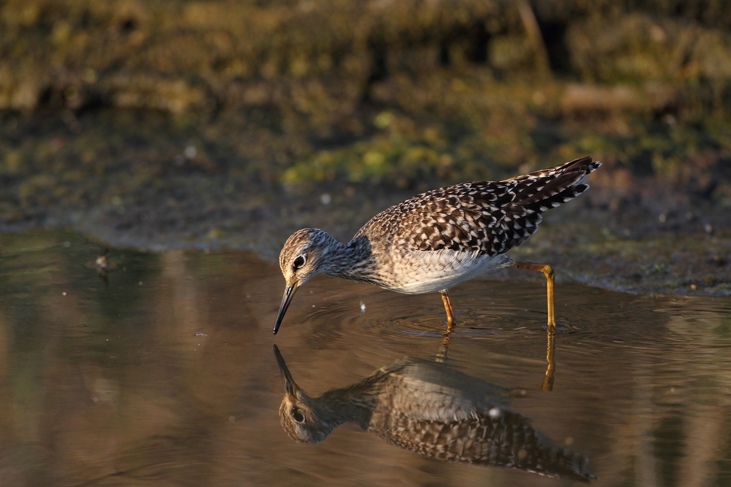 piro piro boschereccio
