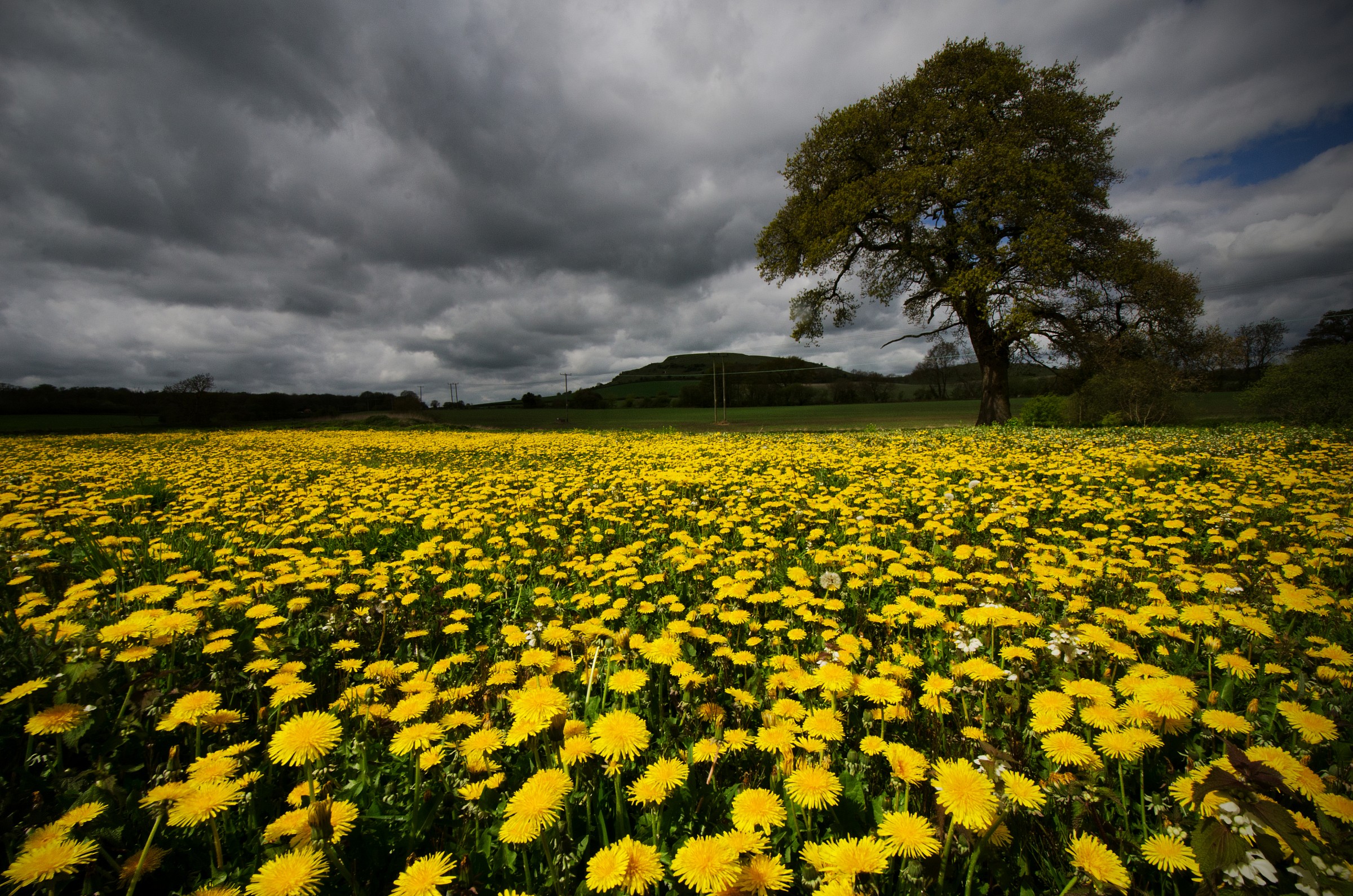 Dandelions!
