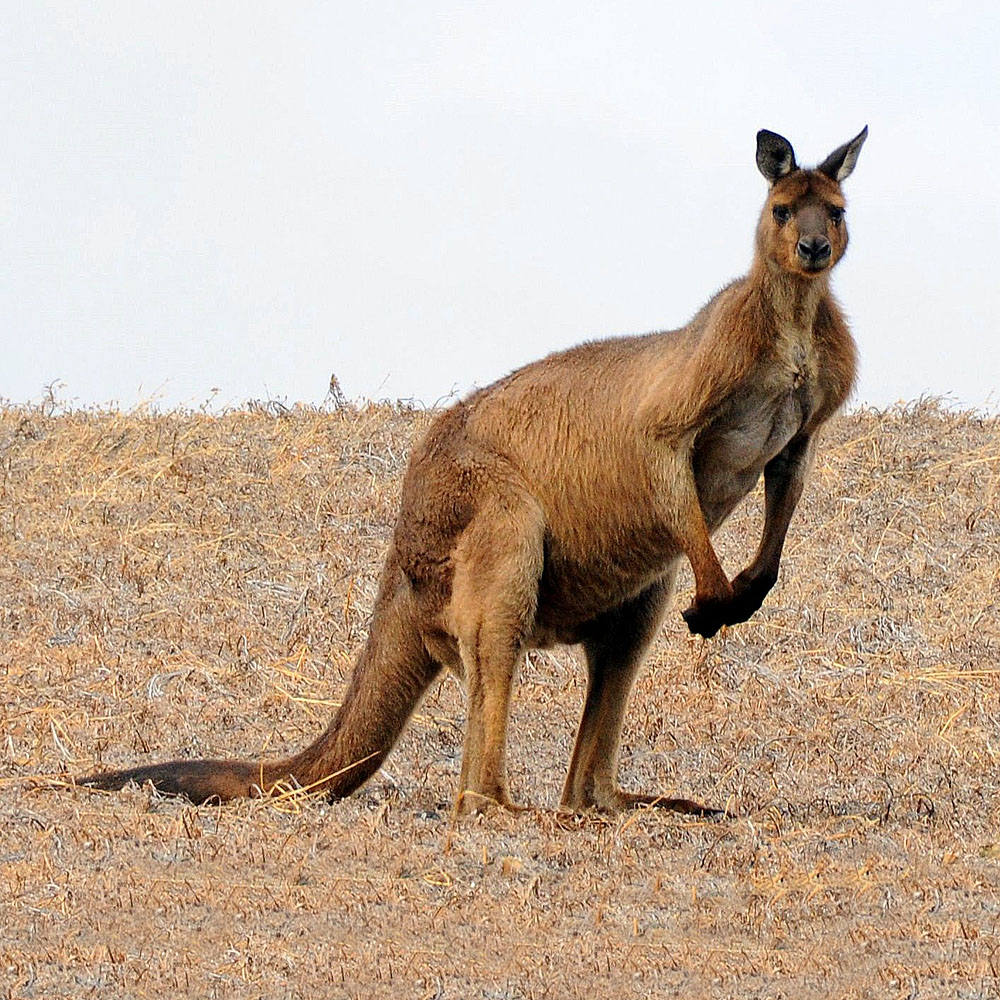 Kangaroo island Adelaide