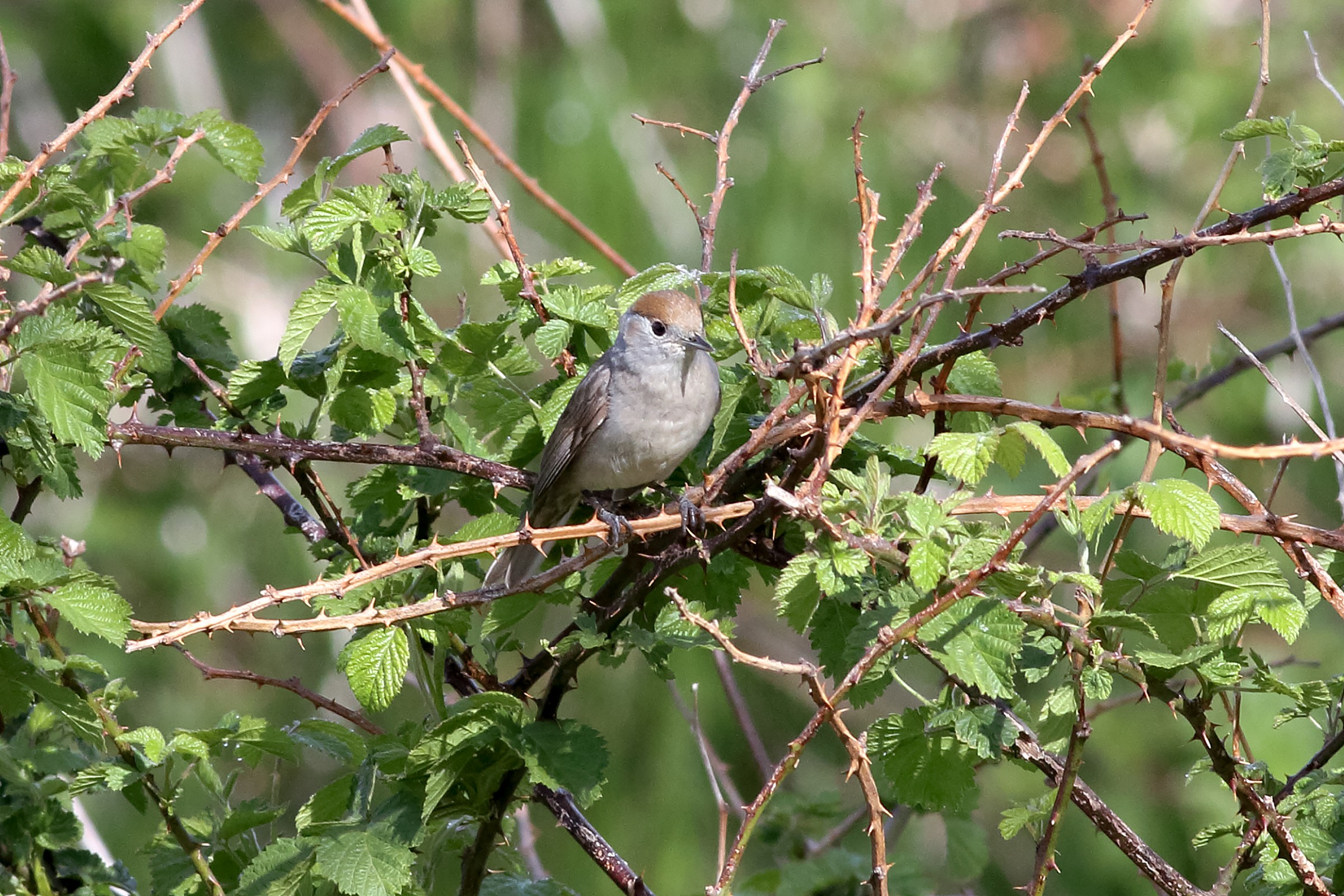 Blackcap