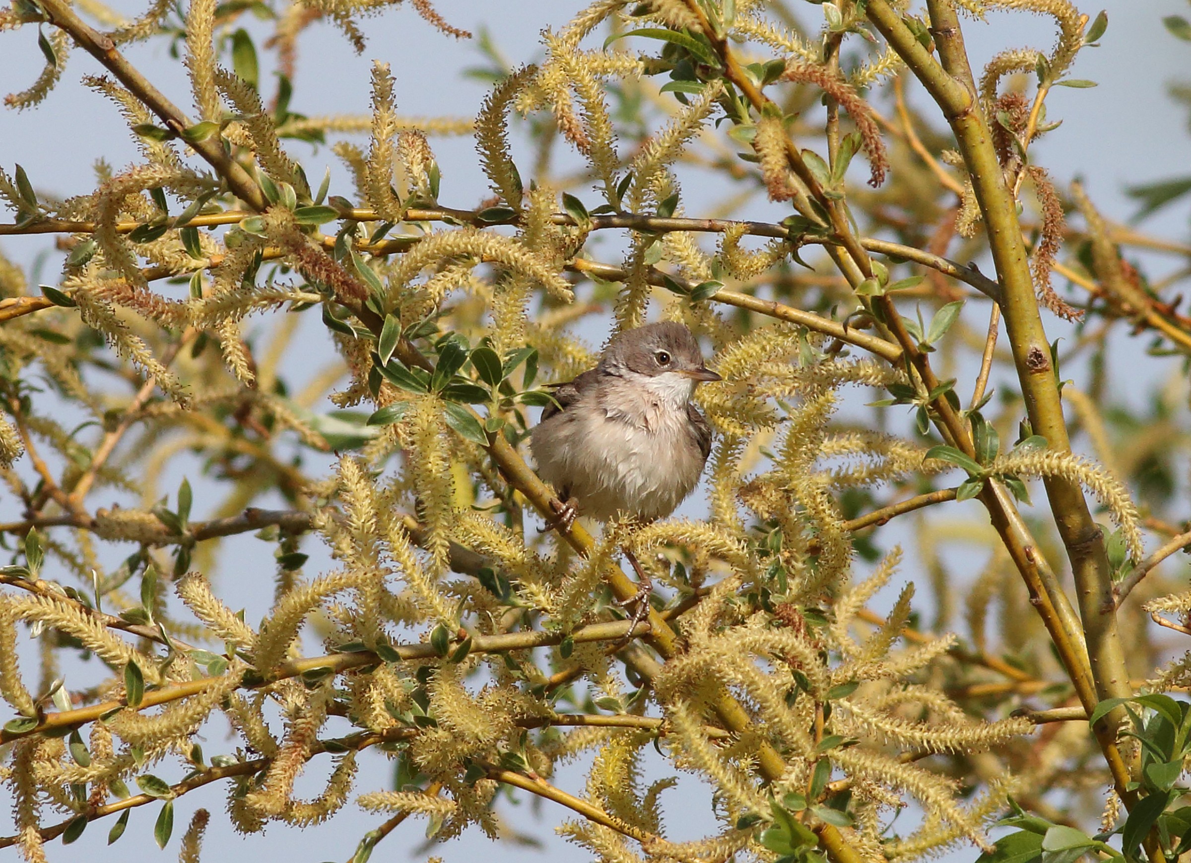 Yellow Spring (Whitethroat)
