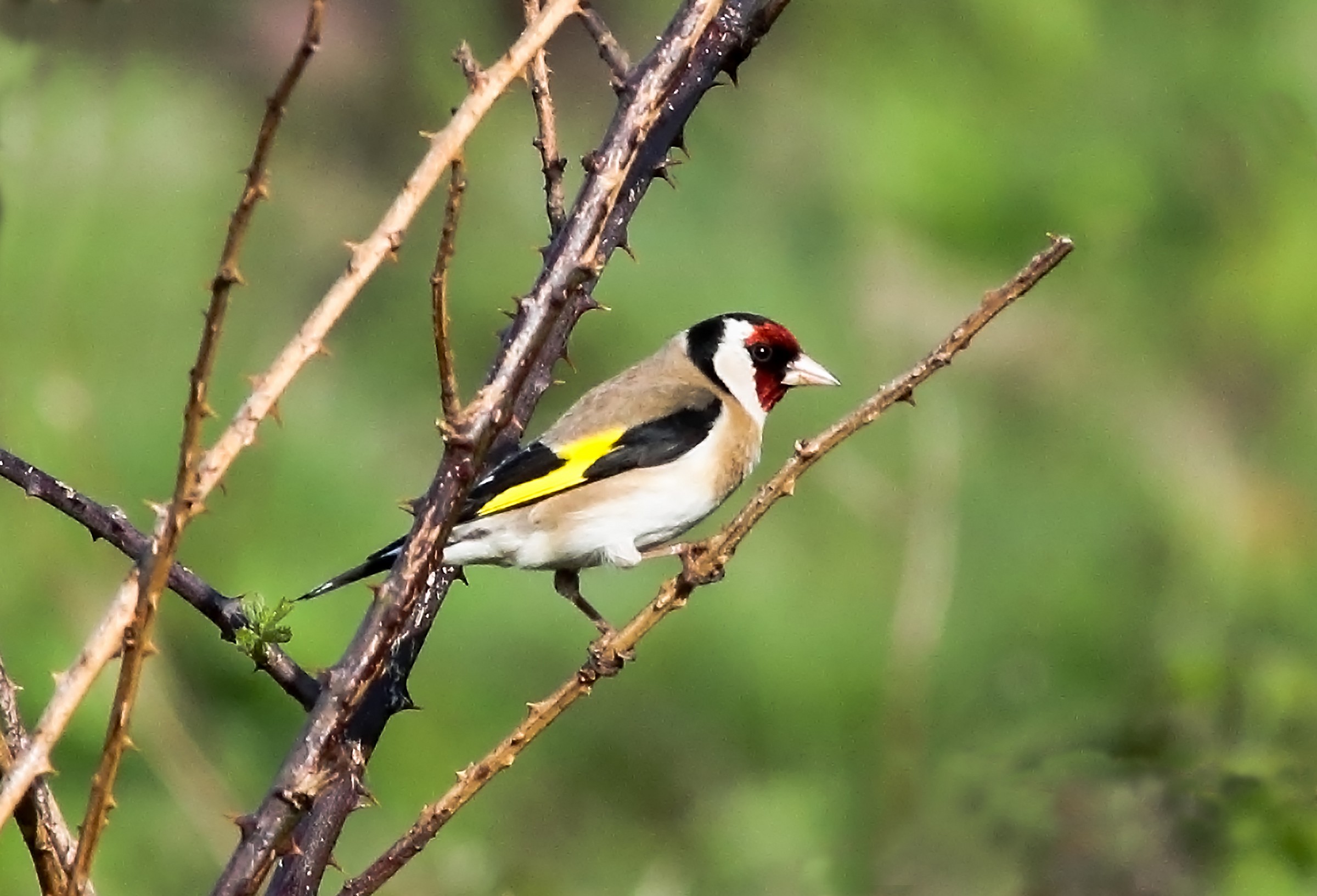 Goldfinch