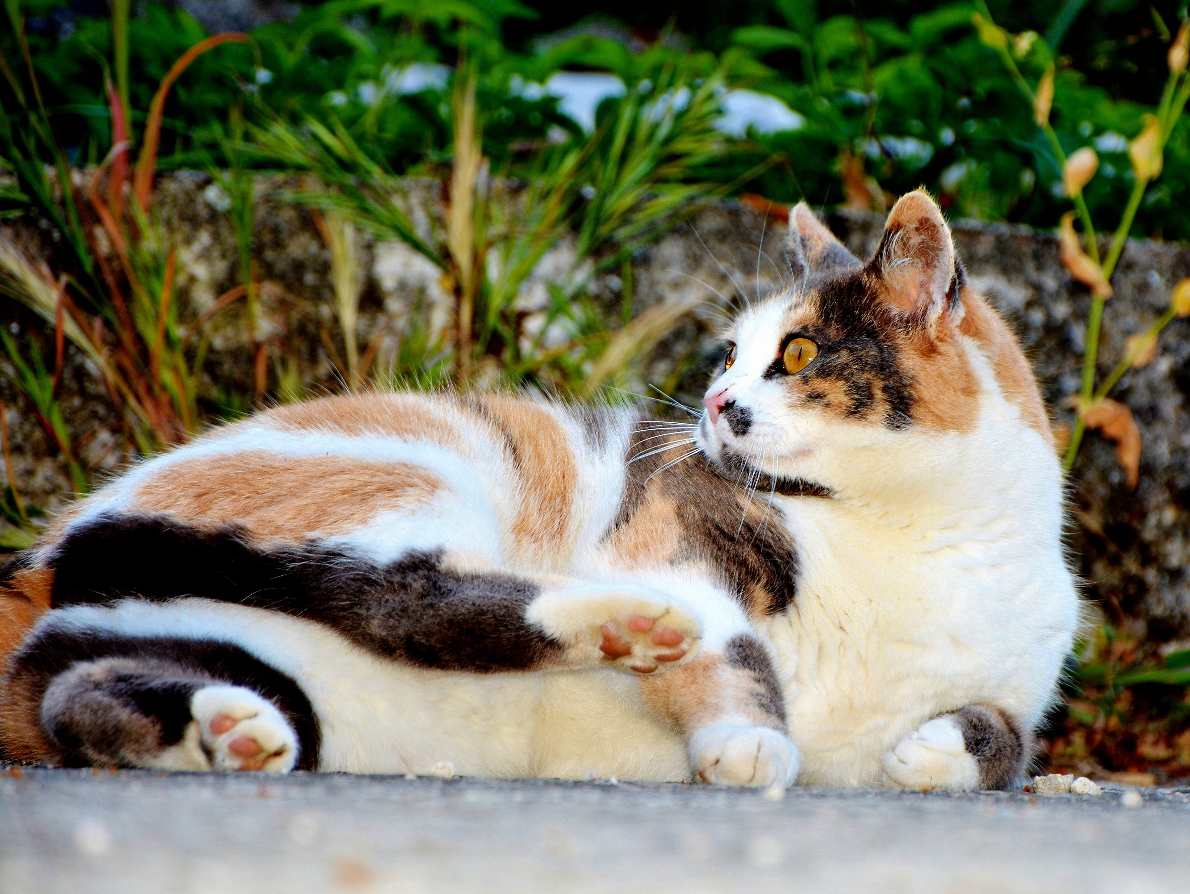 La regina della casa