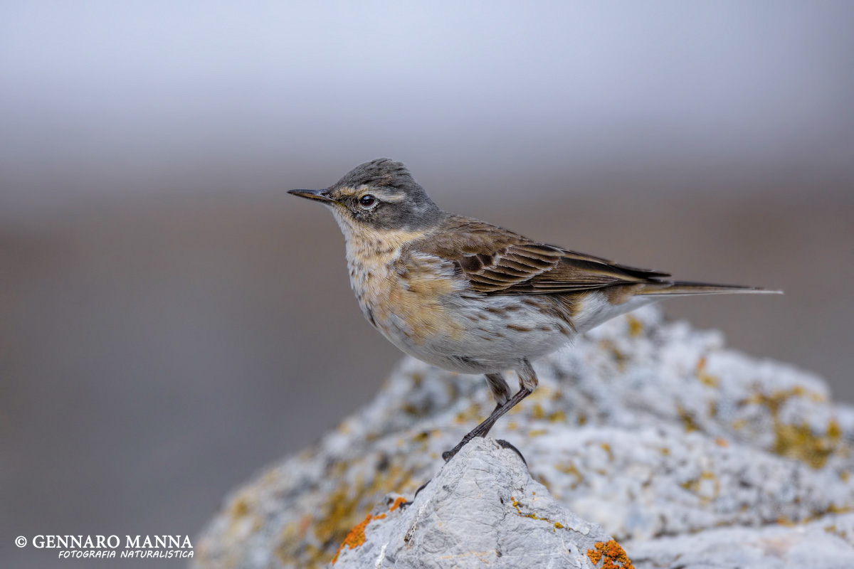 Pipit (Water pipit)