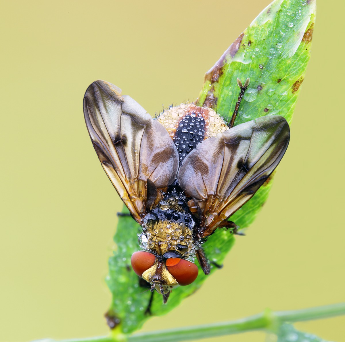 Ectophasia Crassipennis