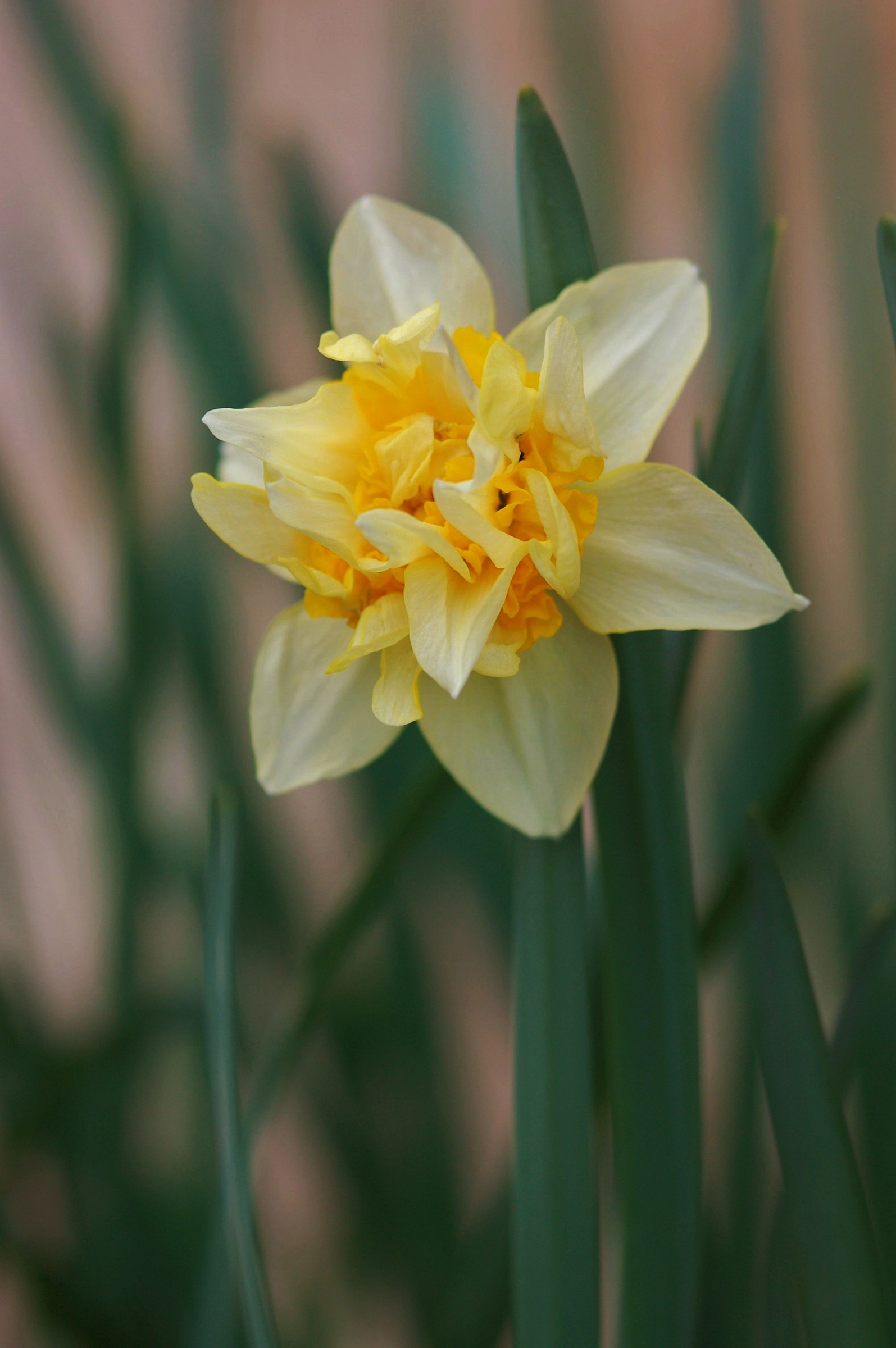 Narciso 'Butter&Eggs'