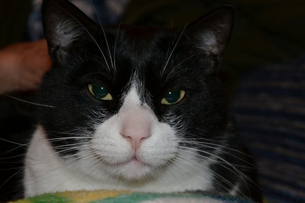 Foto
