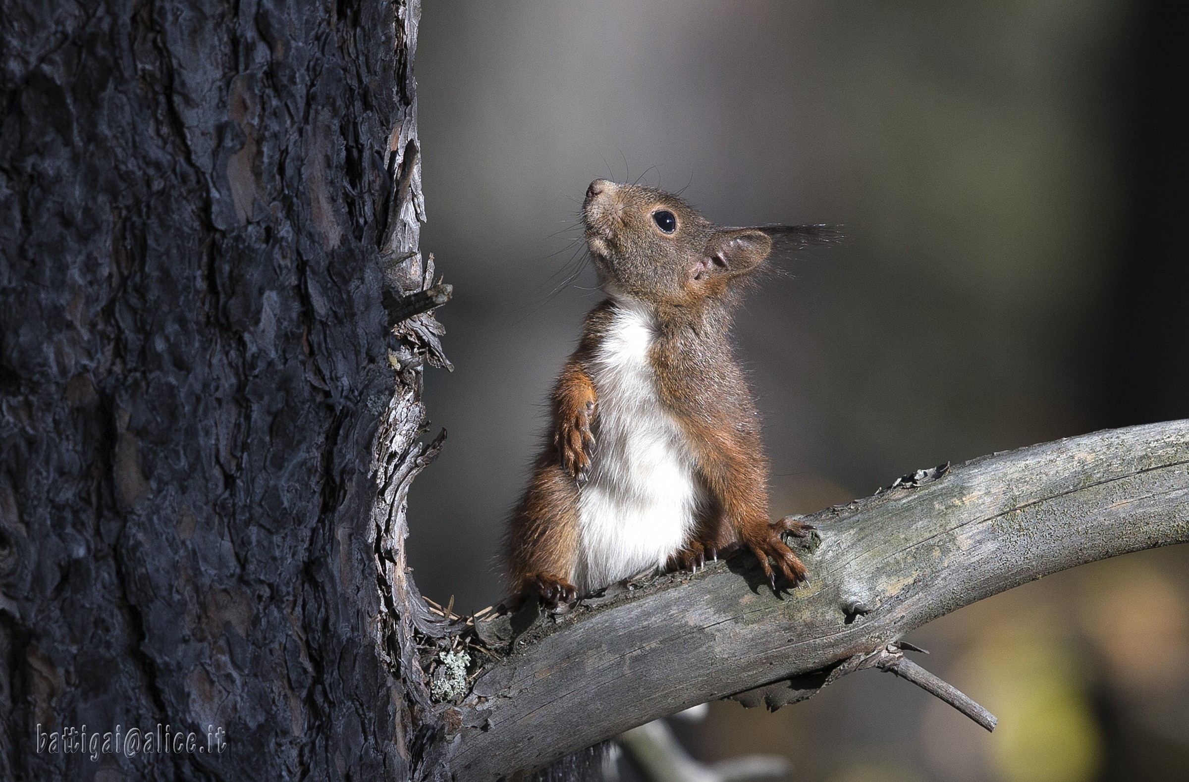 Scoiattolo rosso  (nostrano)