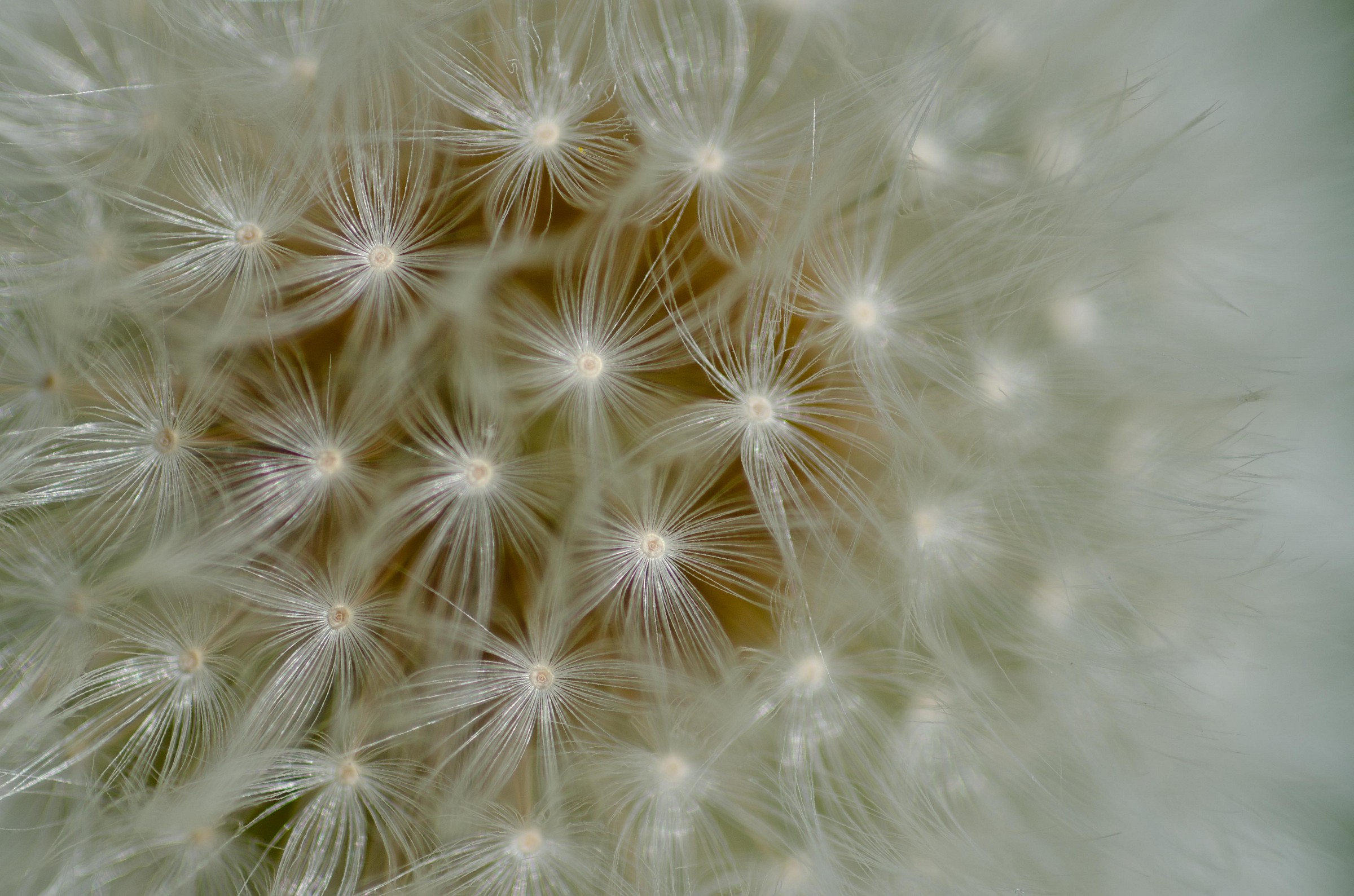 A star in the meadow