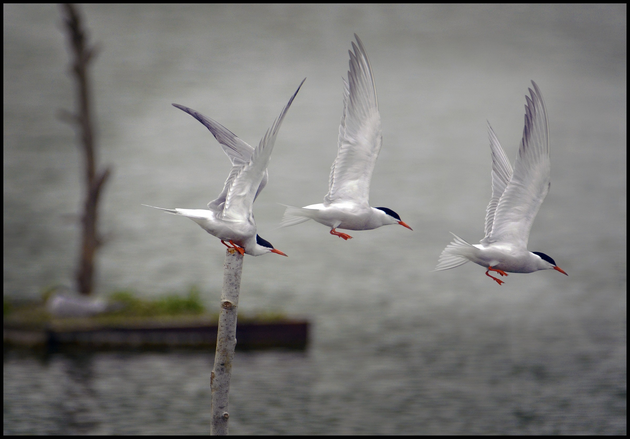 The takeoff of Sterna