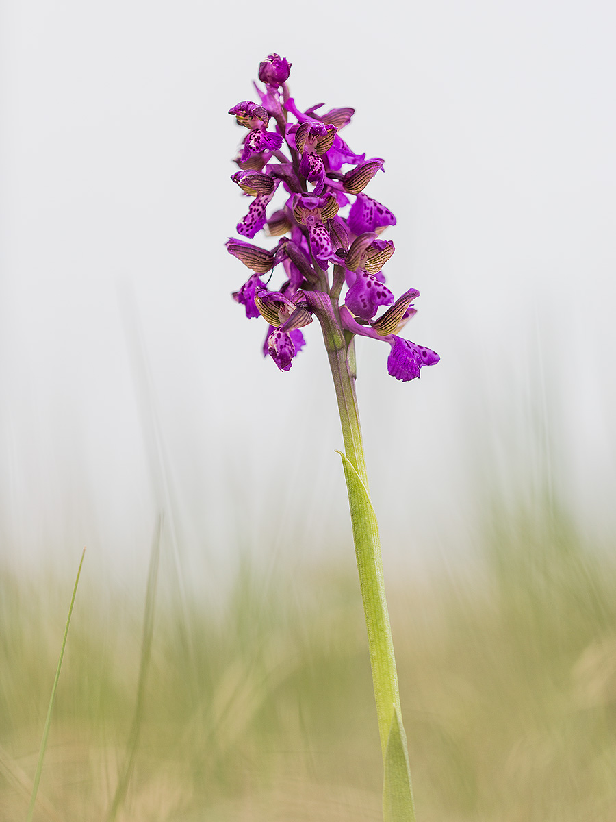 orchis morio