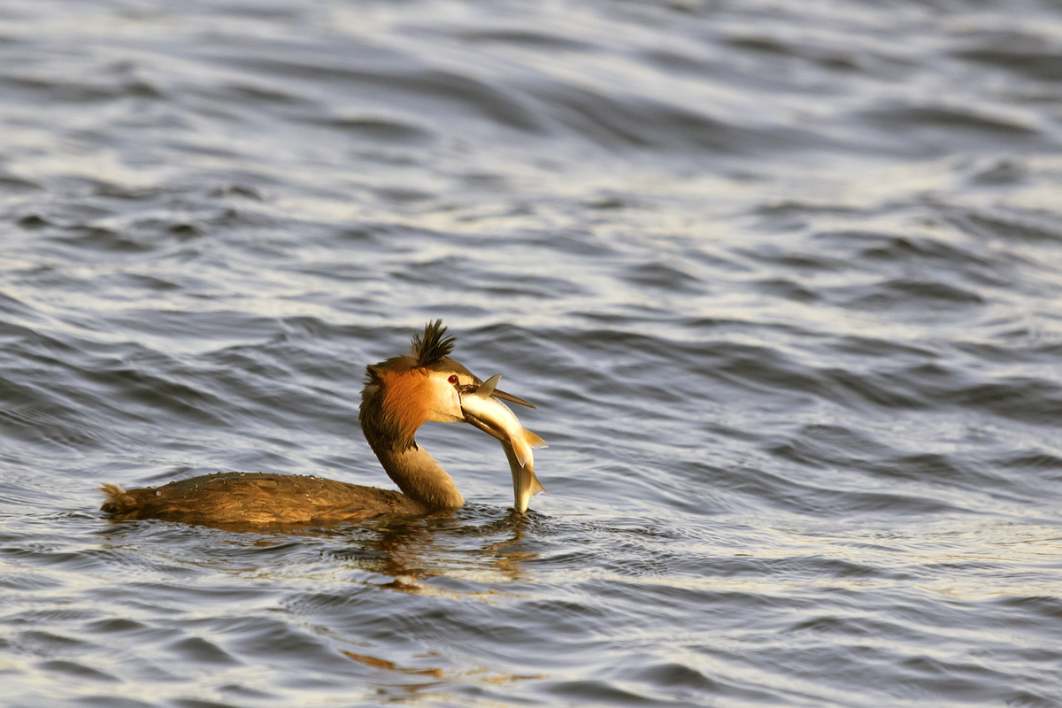 la cena dello Svasso