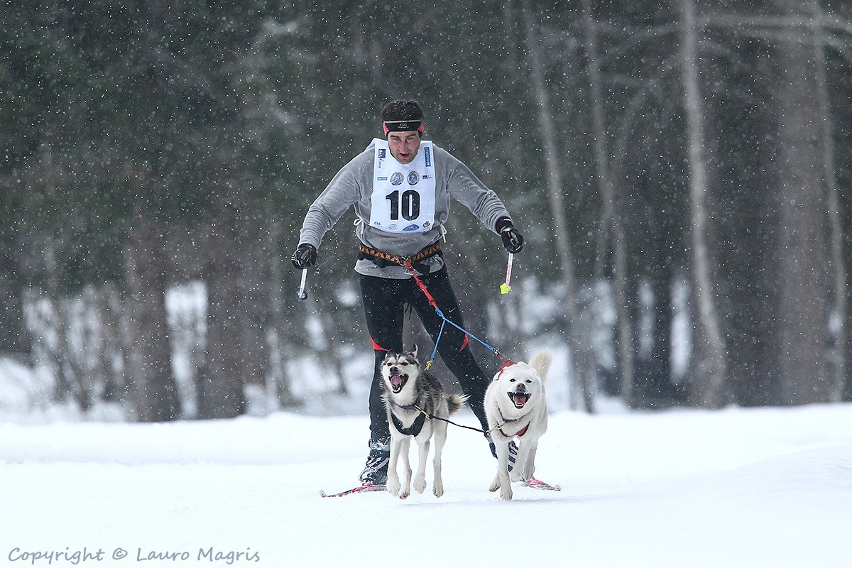 Skijoring  gray