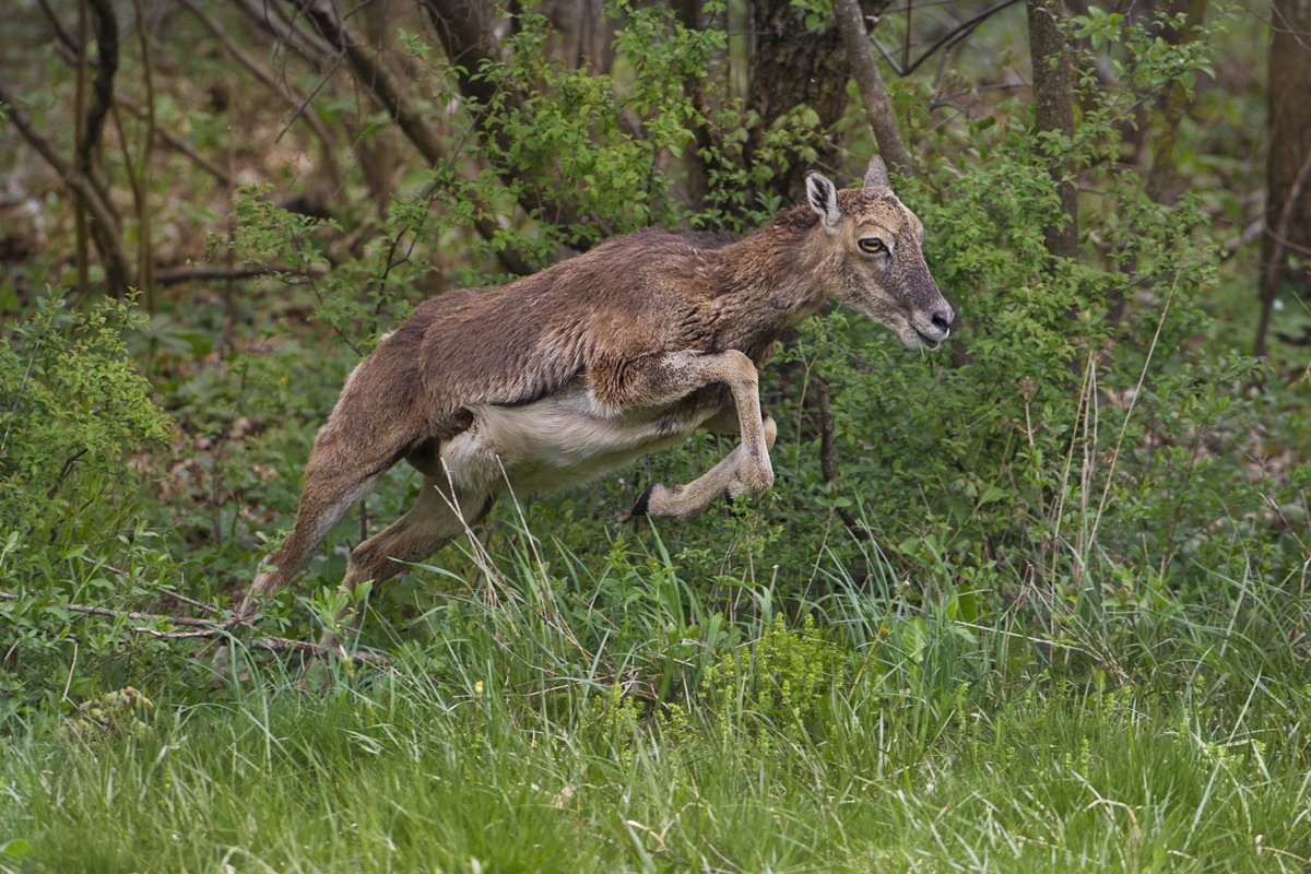 Female mouflon