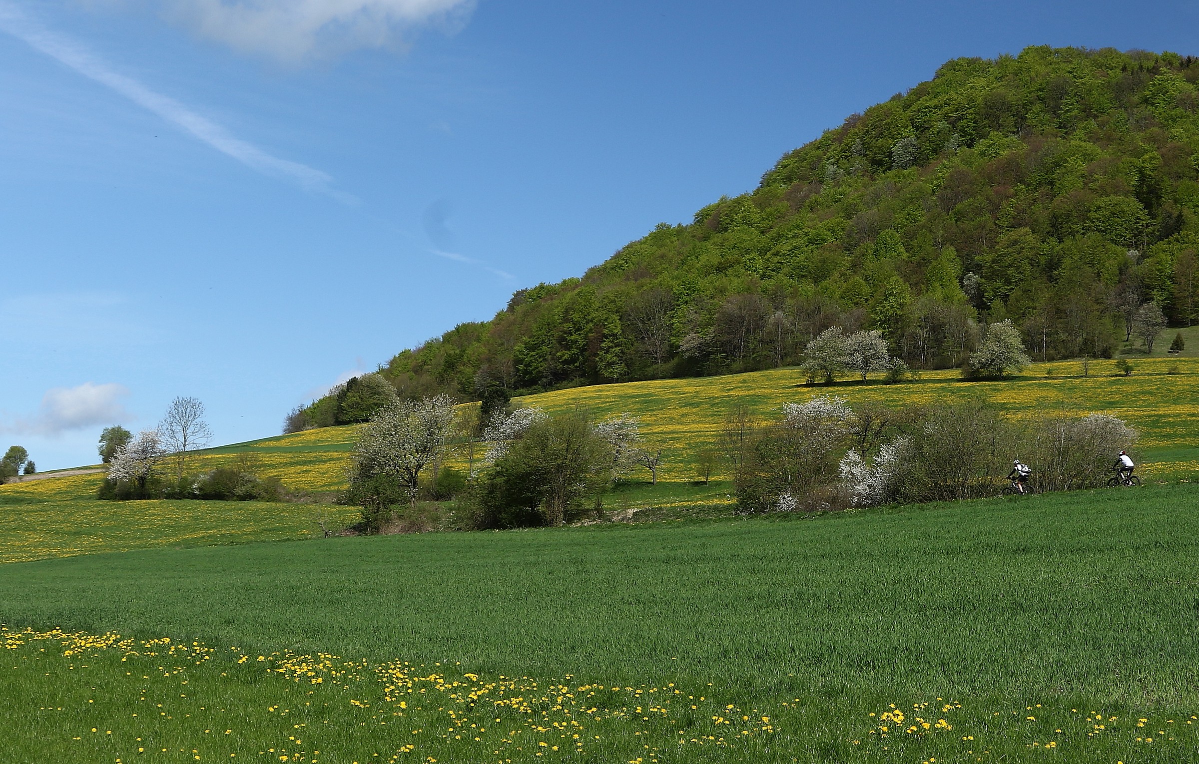 Dandelion and the hills of Deggingen