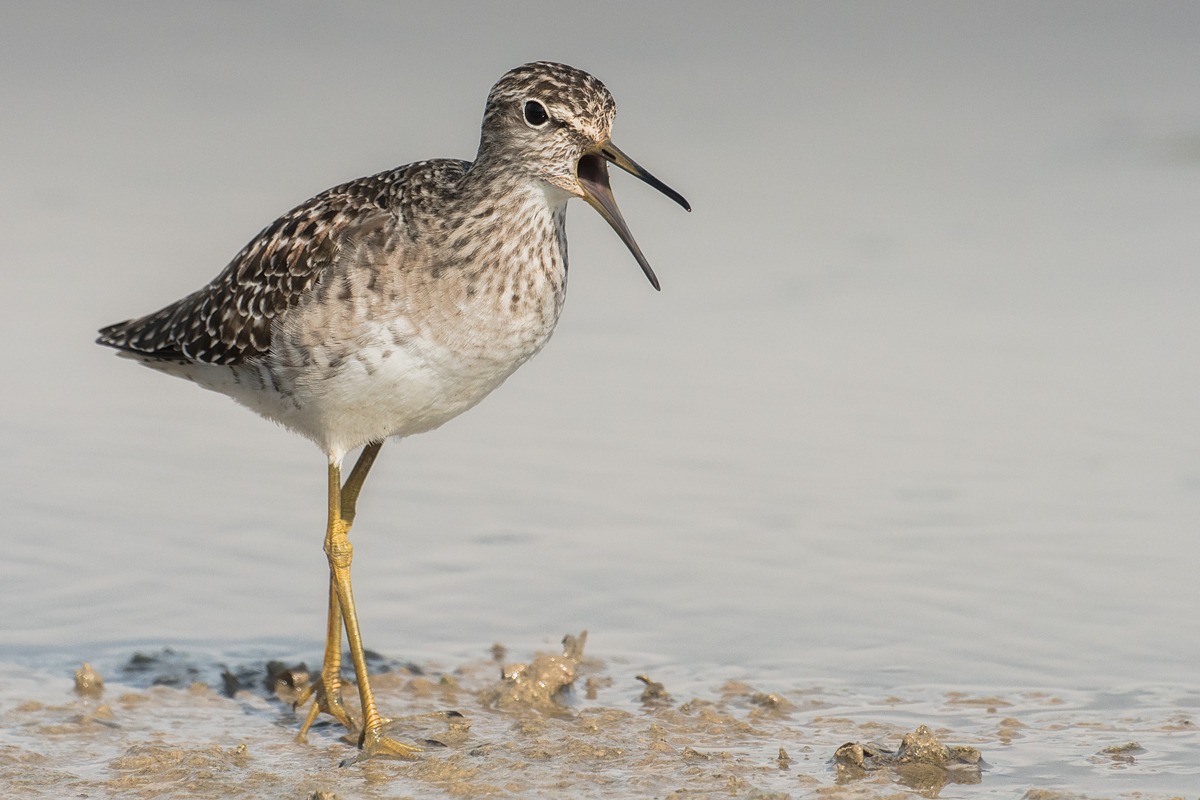 Wood Sandpiper