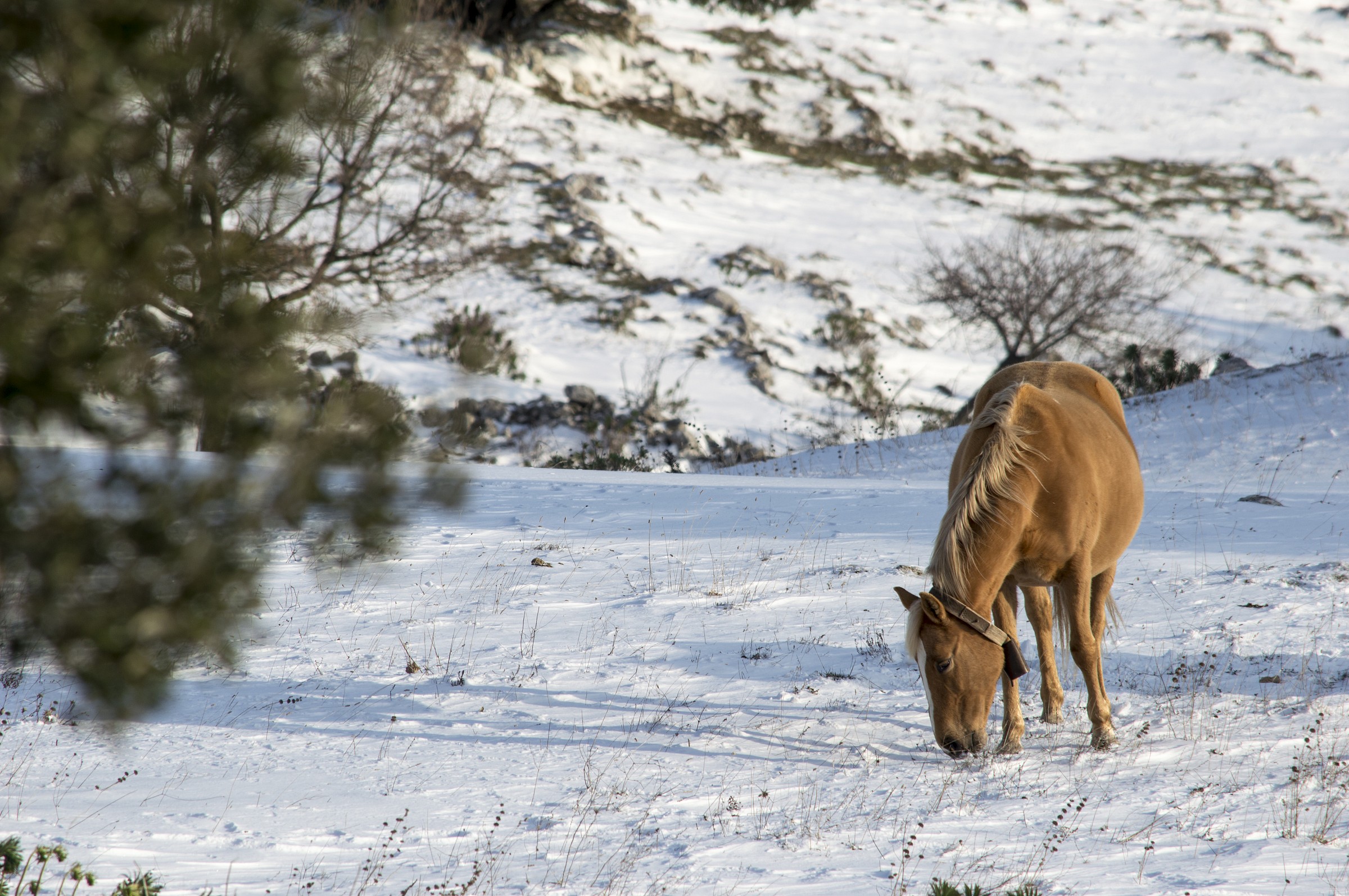 cavallo sulla neve