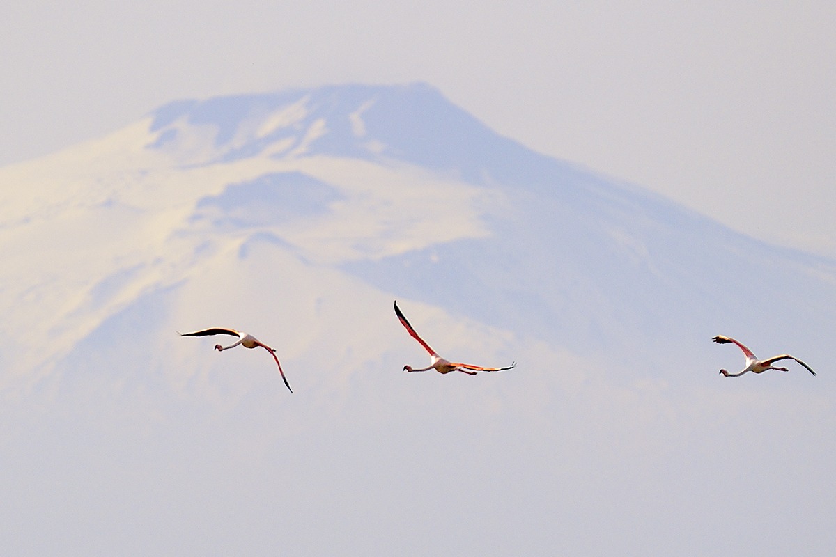 Flamingos and Etna