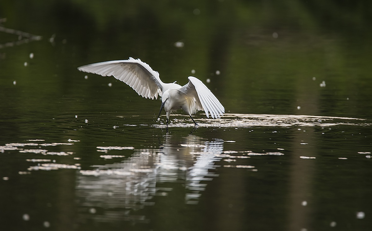 In the race for the prey