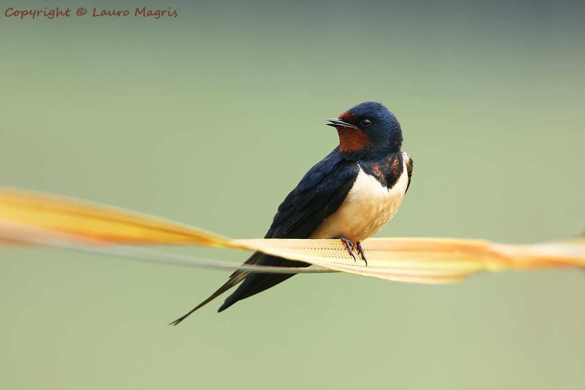Rondine sul nastro giallo