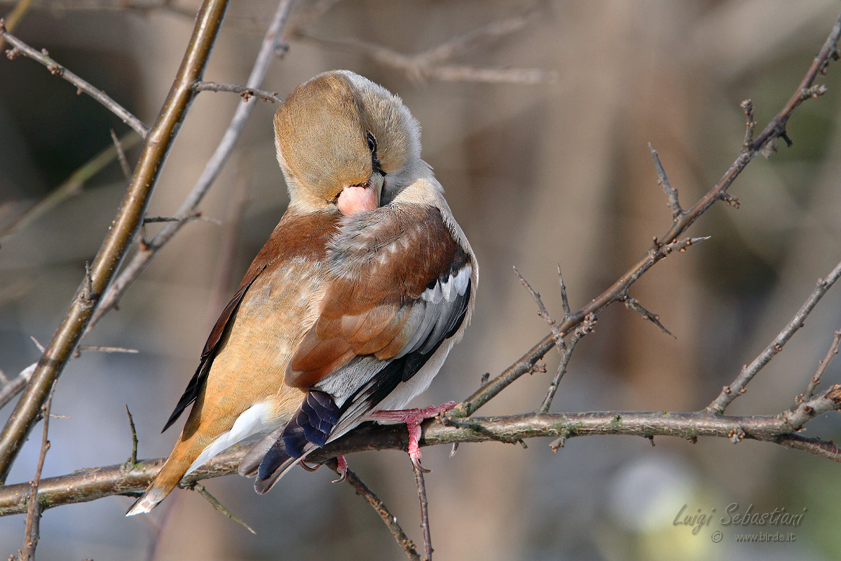 Hawfinch female