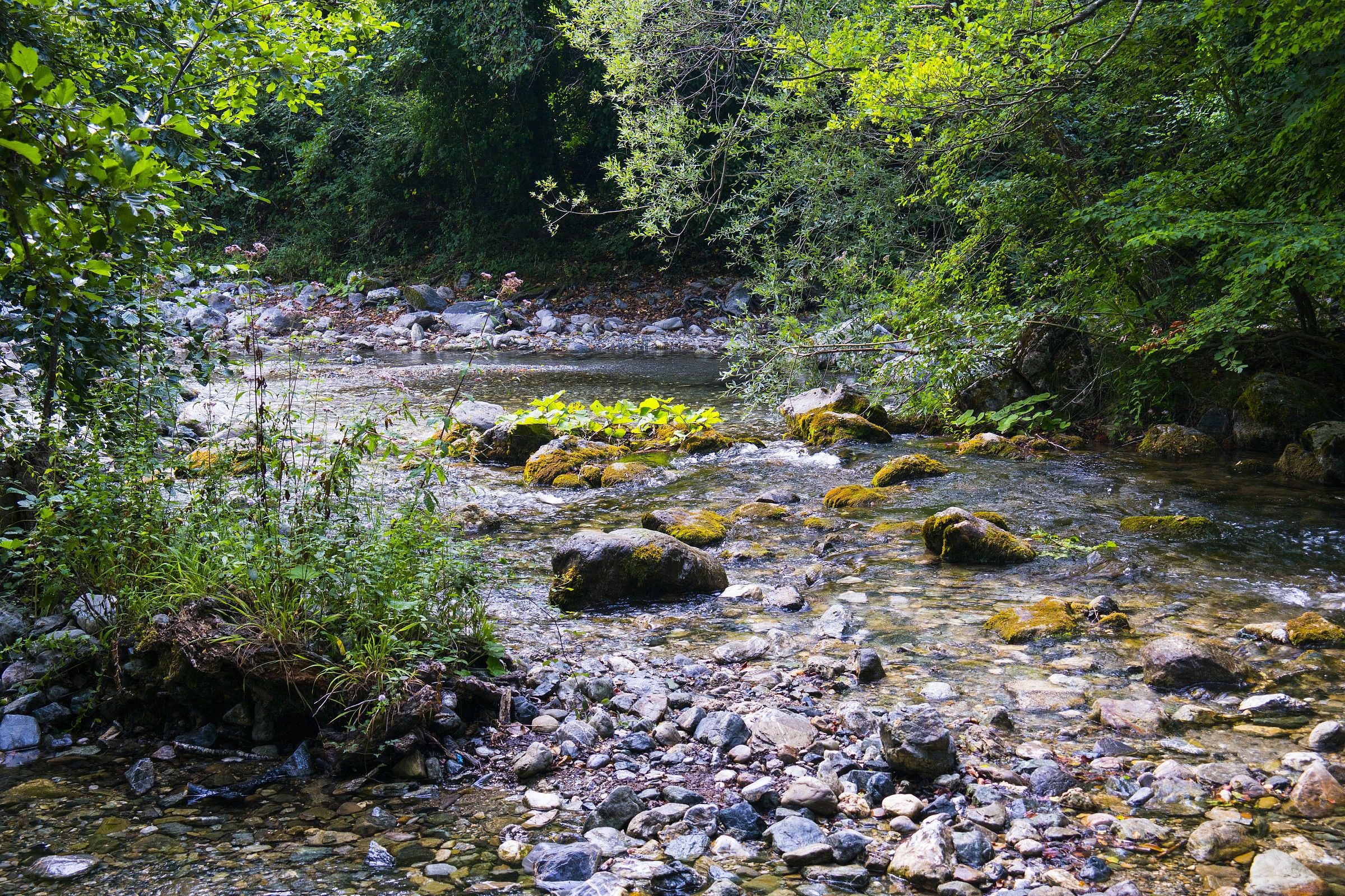 forest Magnano in Basilicata