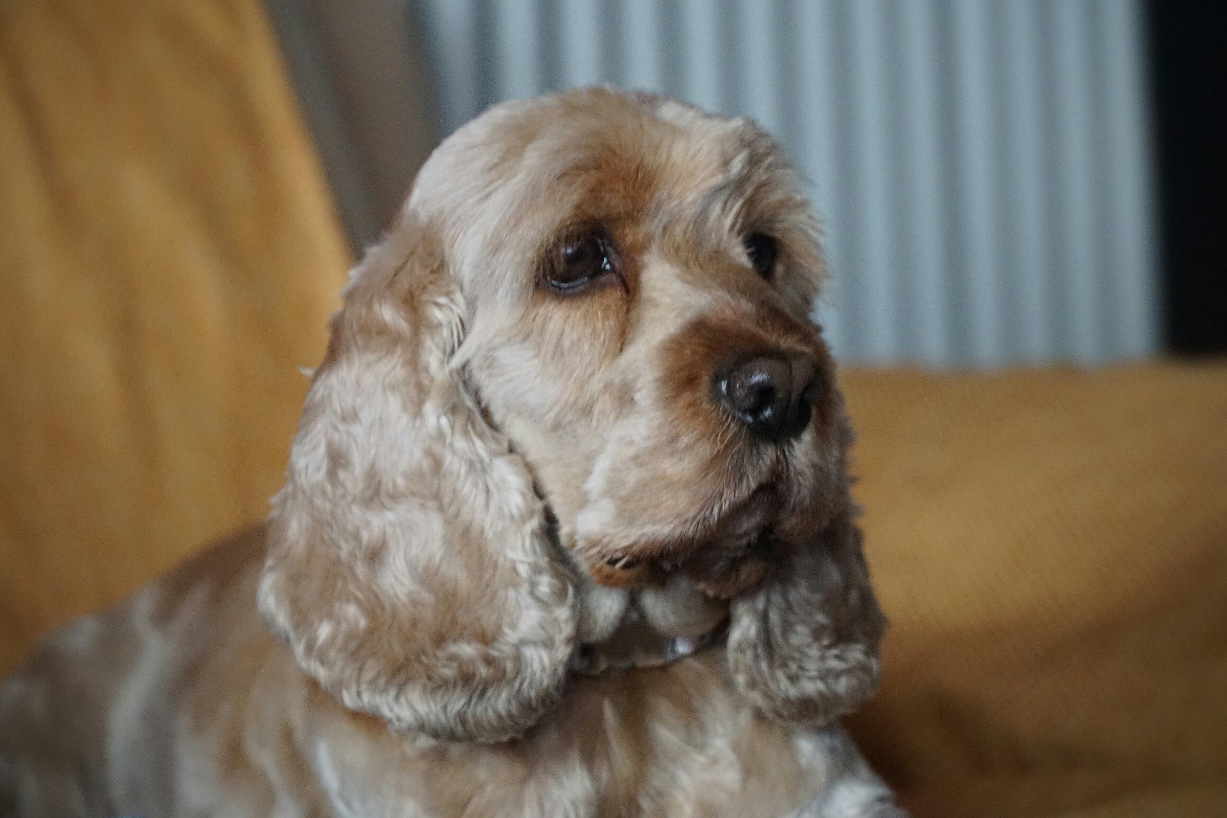 pericolo: cani addestrati alla guardia