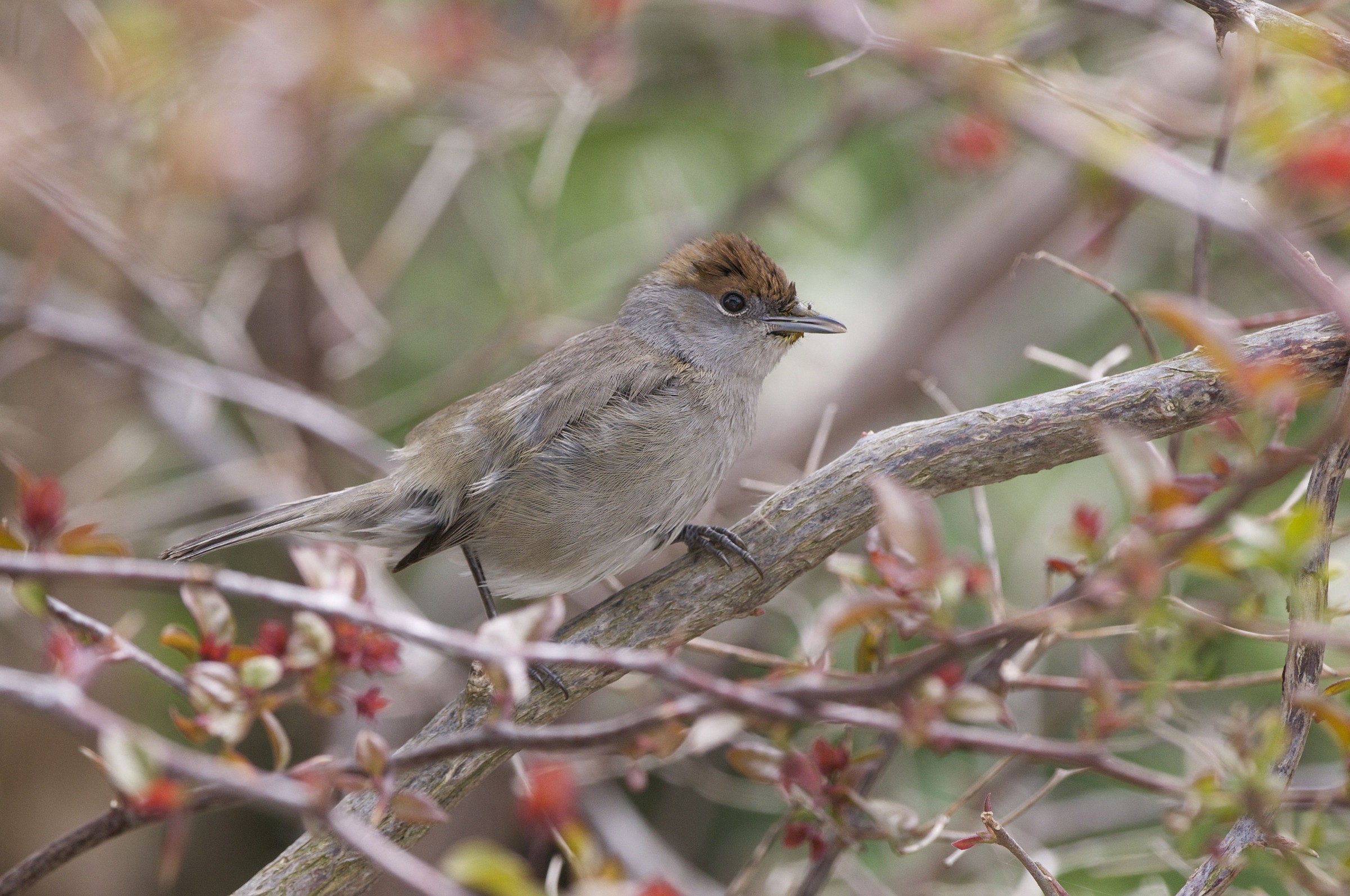 Blackcap female