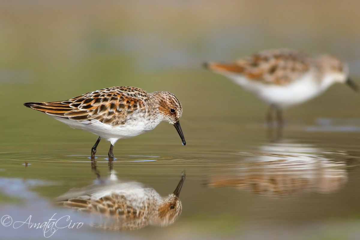 Gambecchio comune - Calidris minuta (Leisler, 1812)