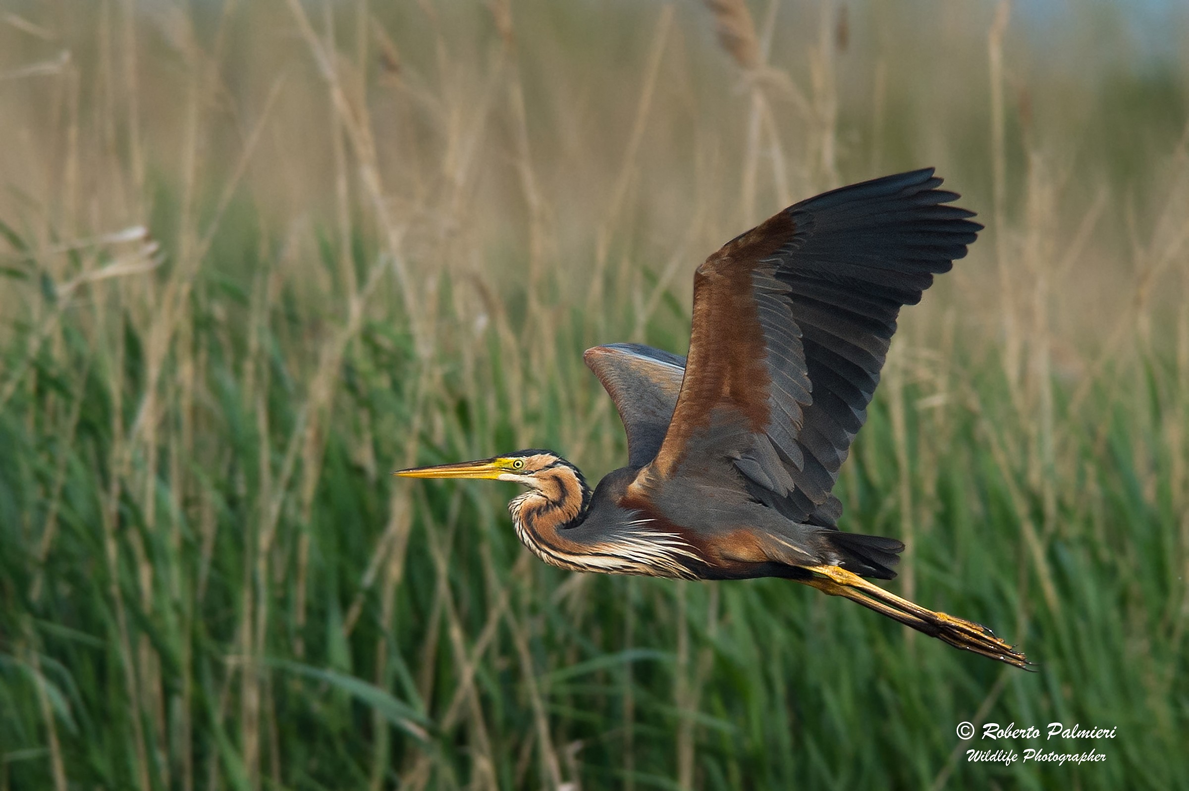 Purple Heron (Ardea purpurea)