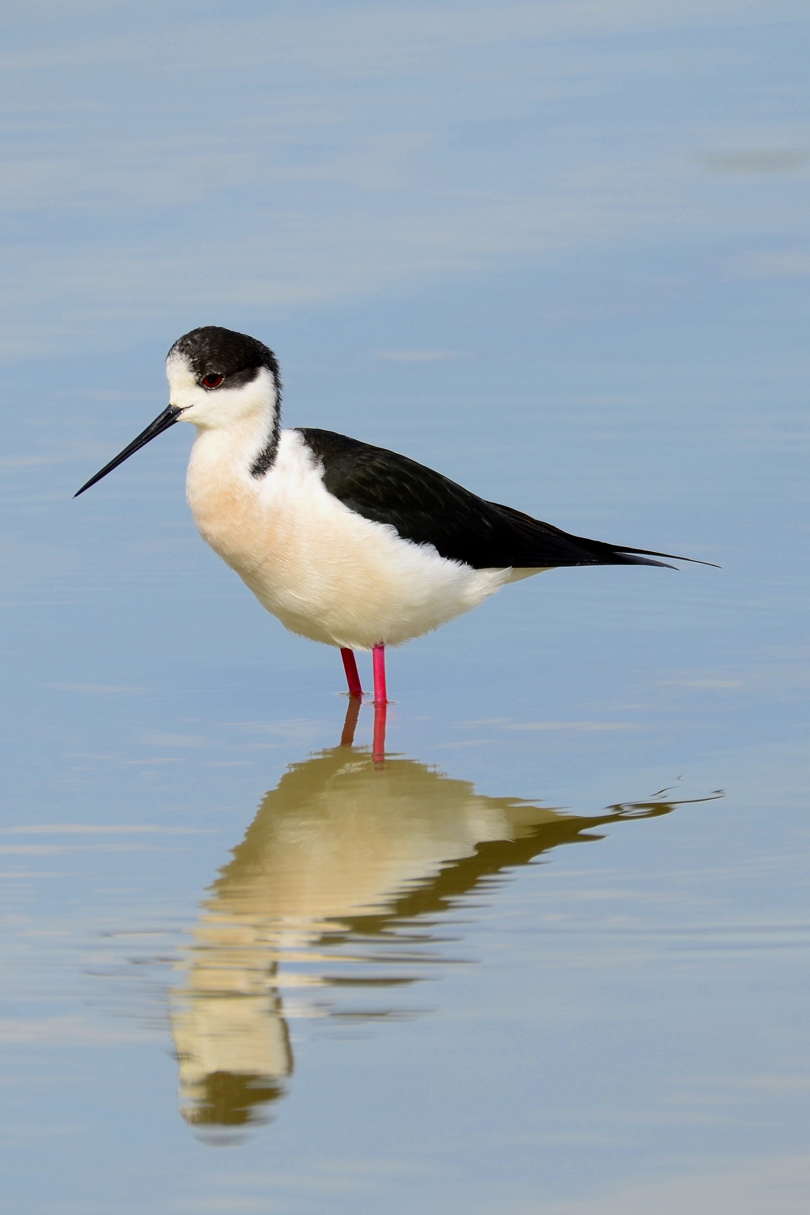 reflection of male knight