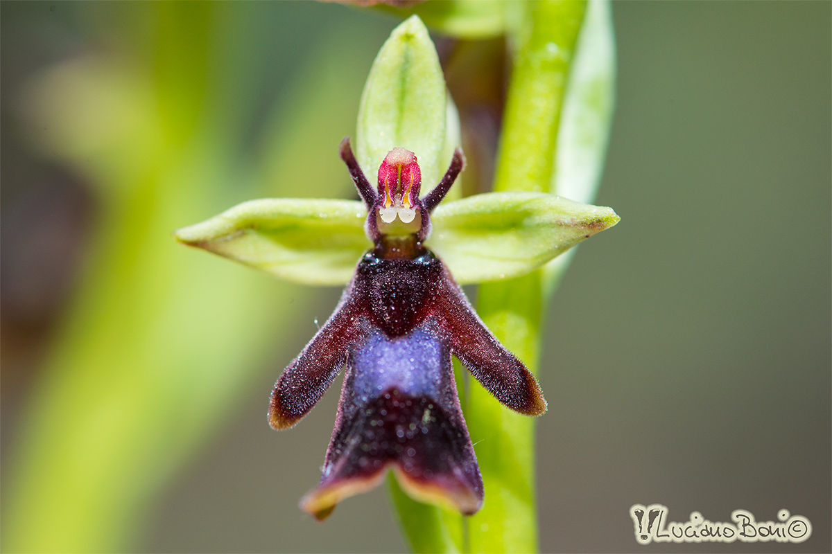 Ophrys insectifera