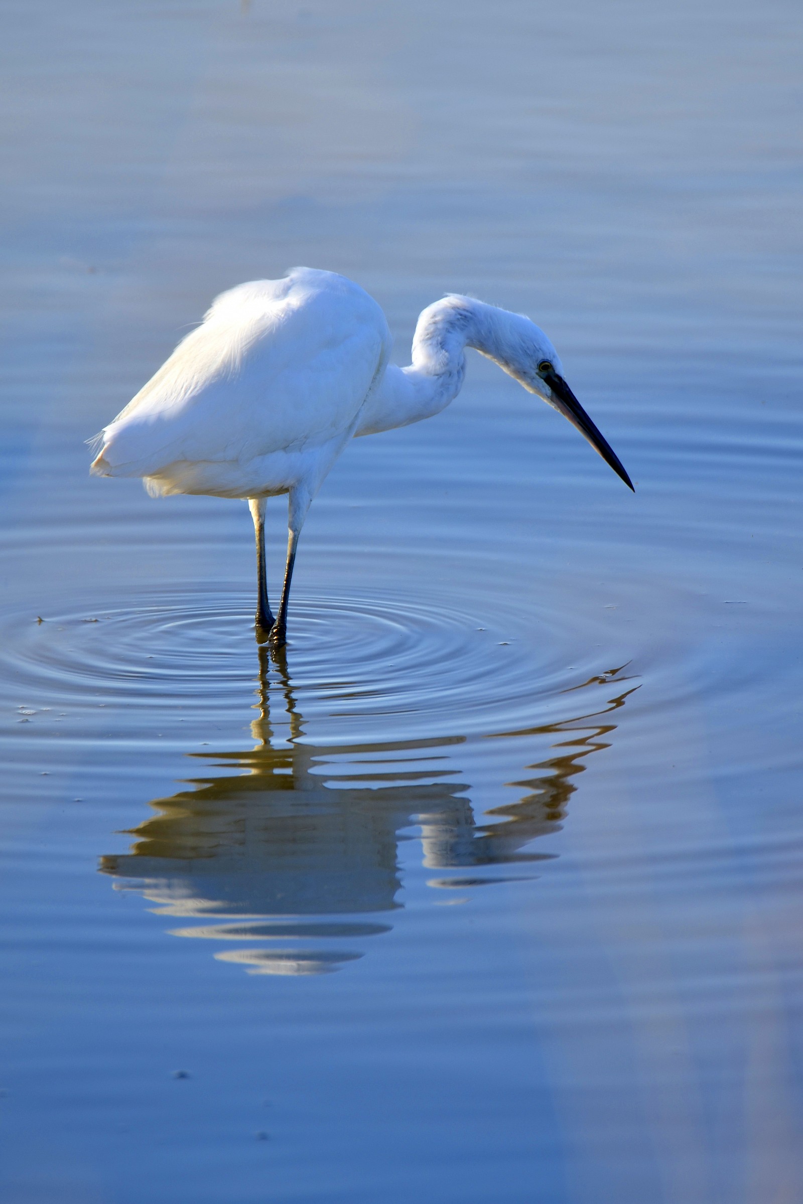 egret in the mirror