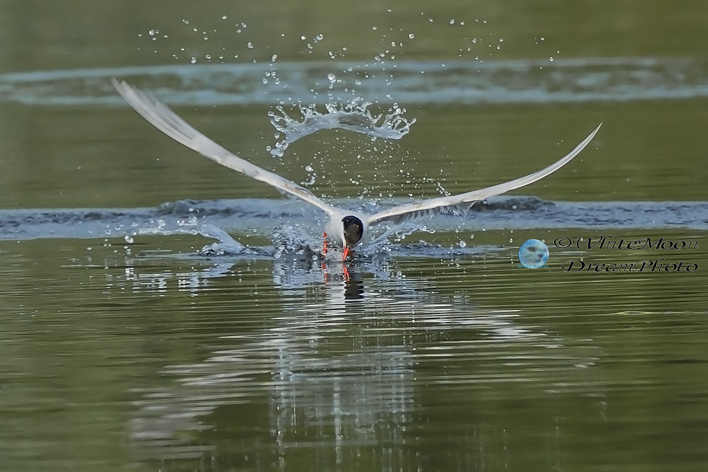 Acqua fan......God save the Queen