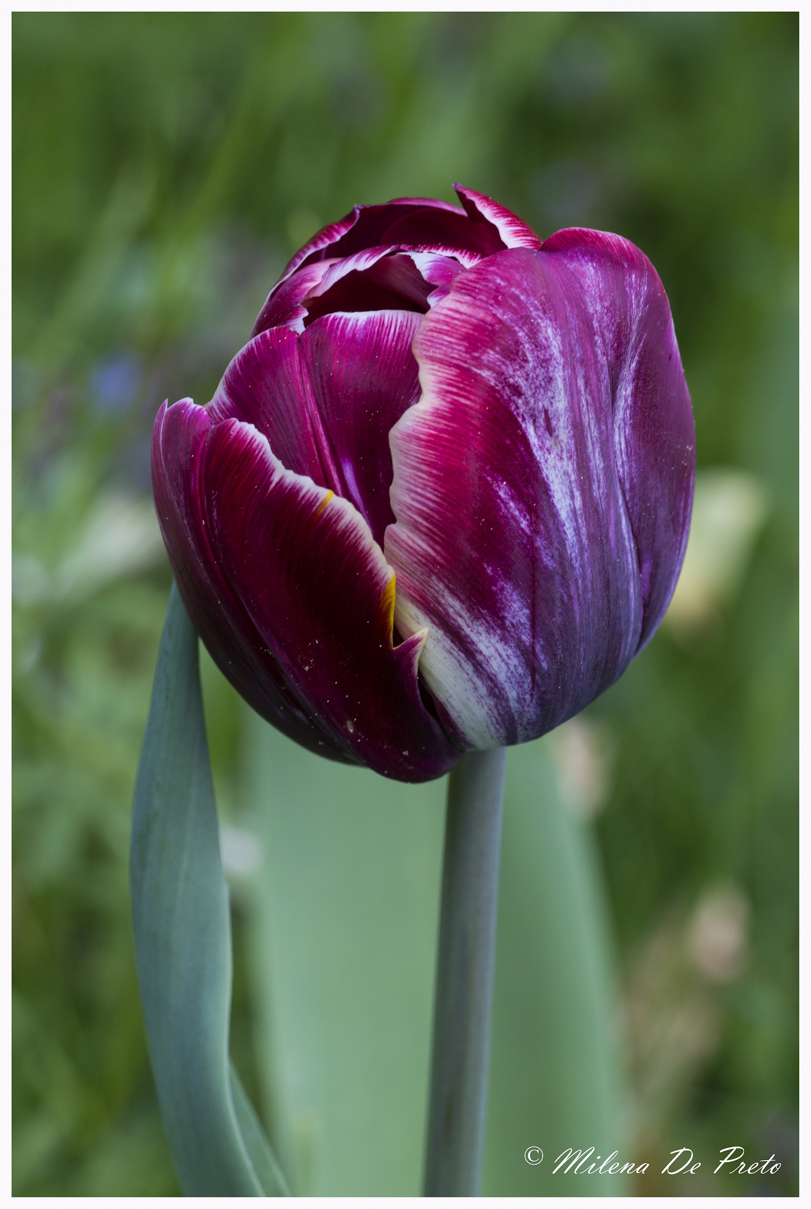 tulip