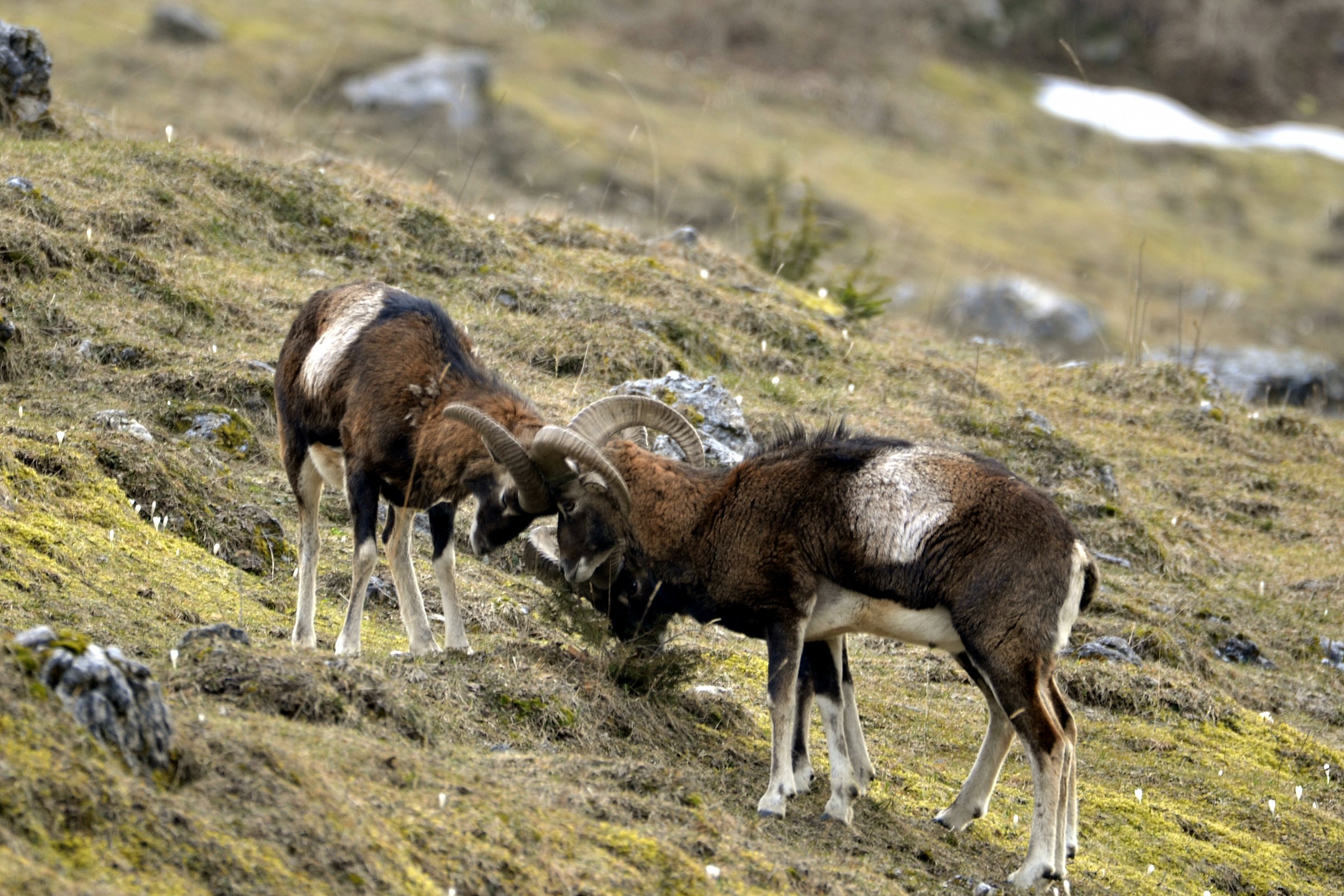 struggles to mouflon