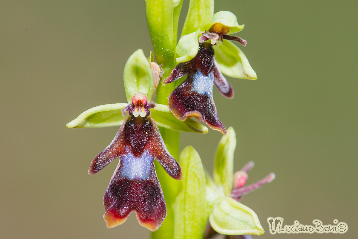 Ophrys insectifera
