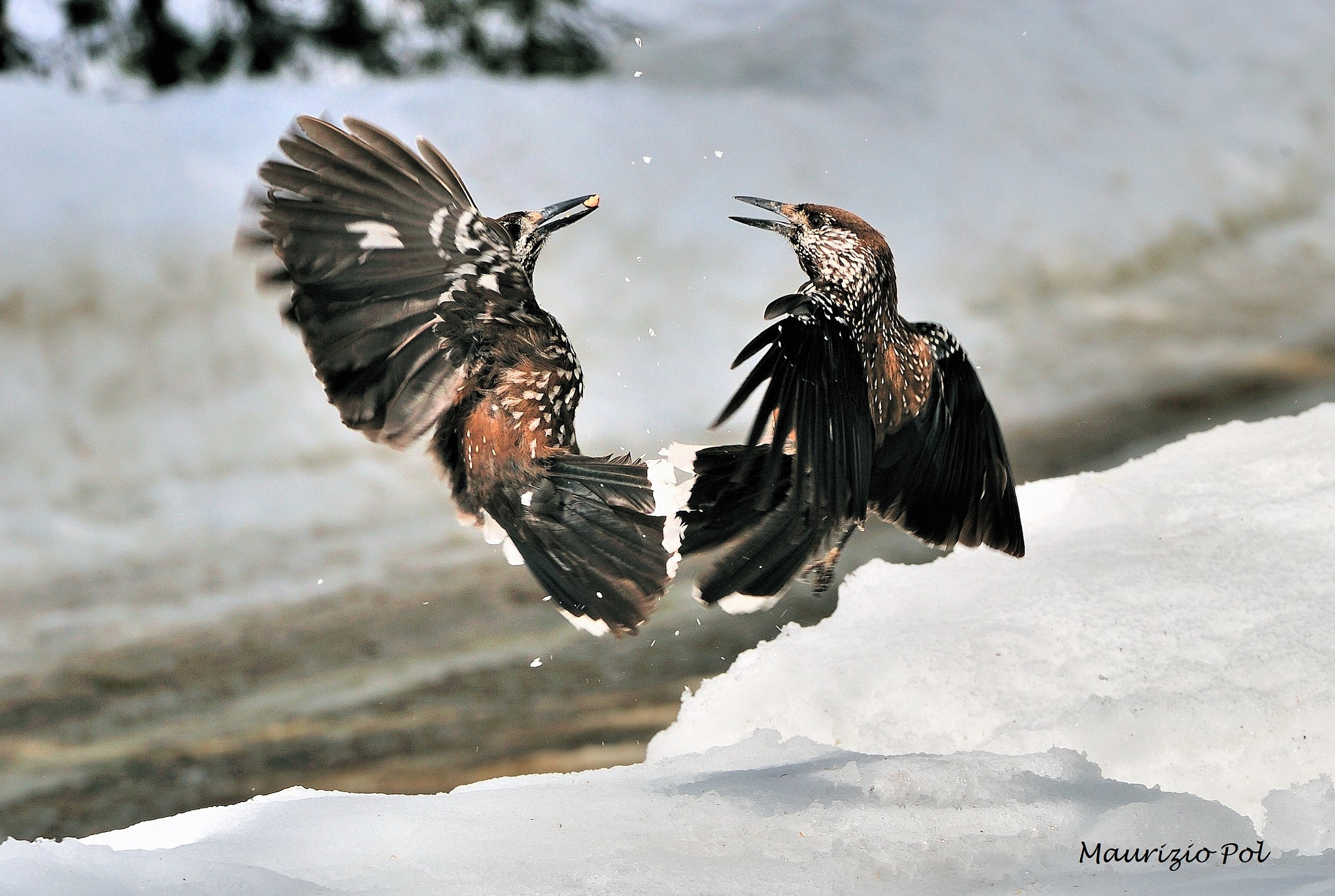 scuffle between two nutcrackers