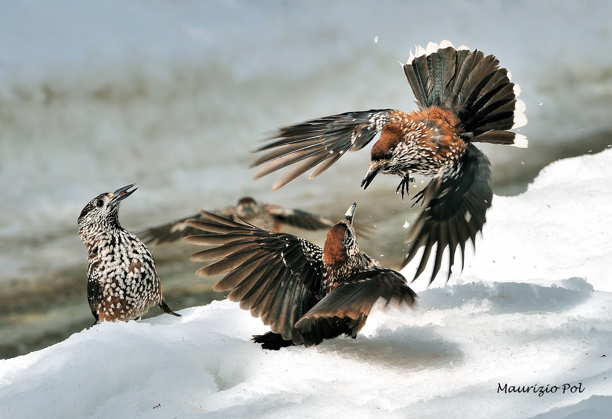 scuffle between three nutcrackers