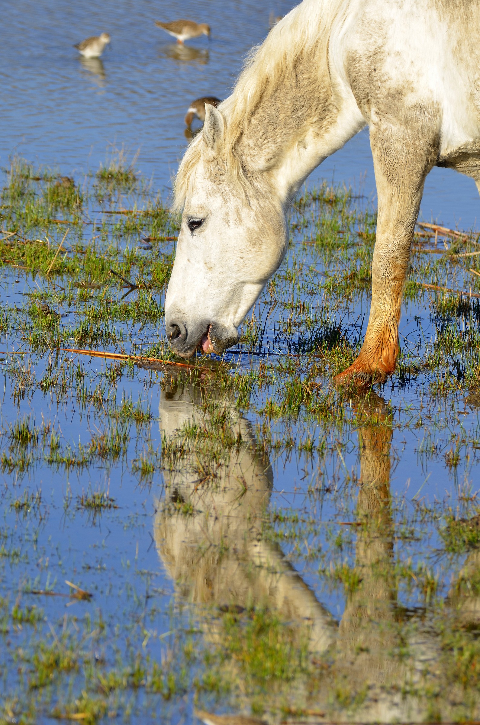 horse in the mirror