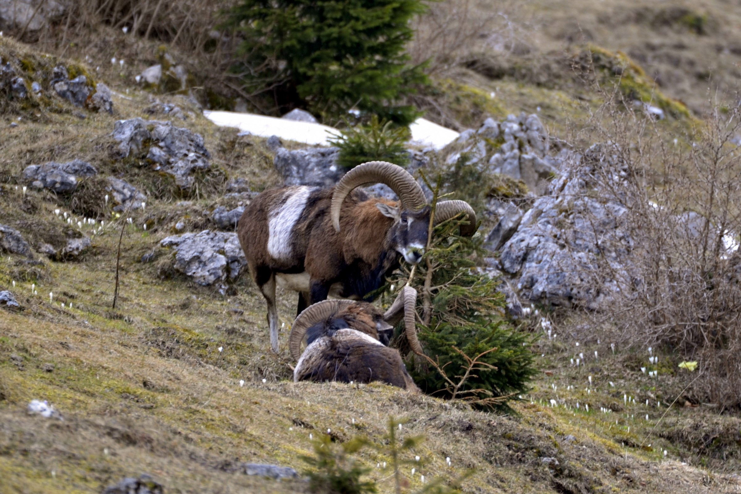 ... And poor spruce makes the cost ...