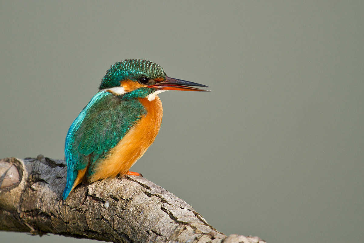 Kingfisher